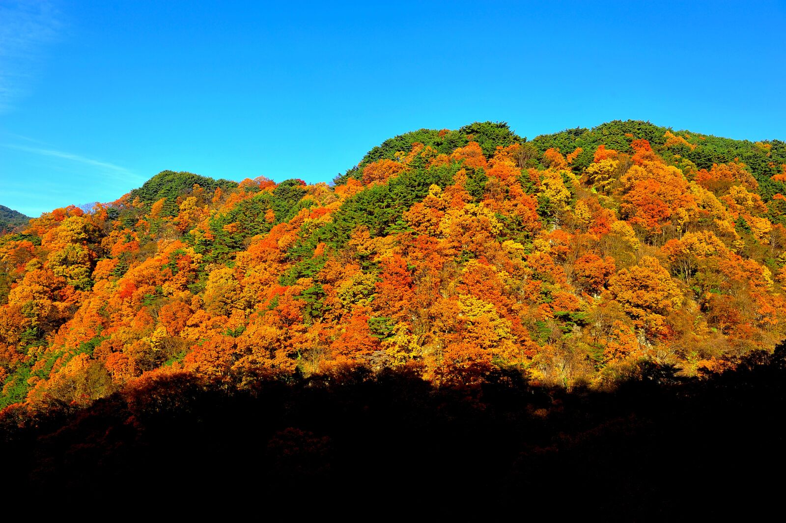 Nikon D3S sample photo. Autumn, autumn leaves, colorful photography