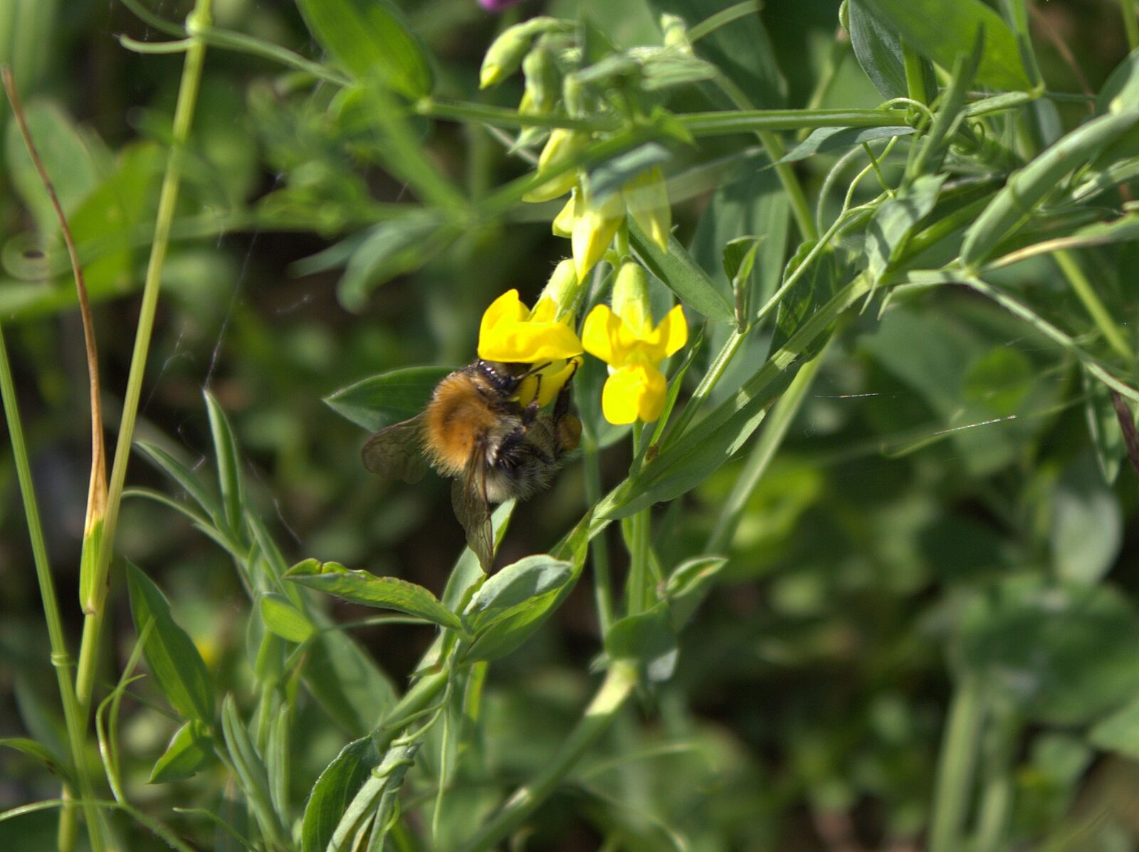 Canon EOS 600D (Rebel EOS T3i / EOS Kiss X5) sample photo. Bee, flower, insect photography