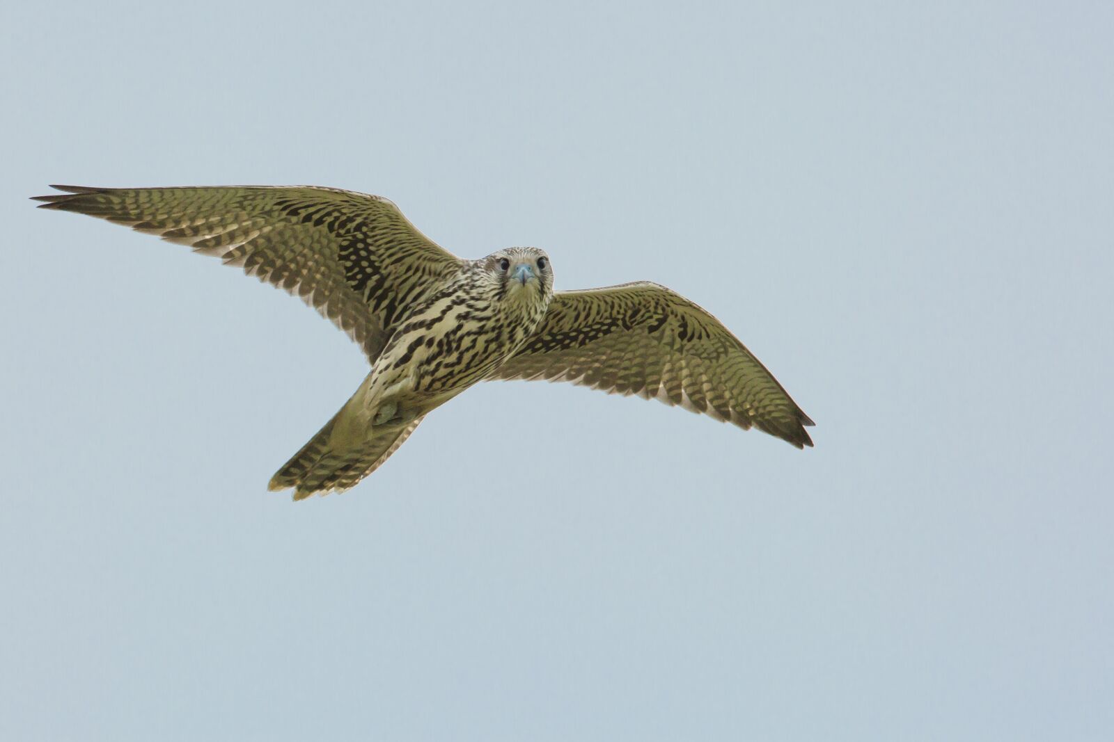 Canon EF 500mm F4L IS USM sample photo. Bird, access the local photography