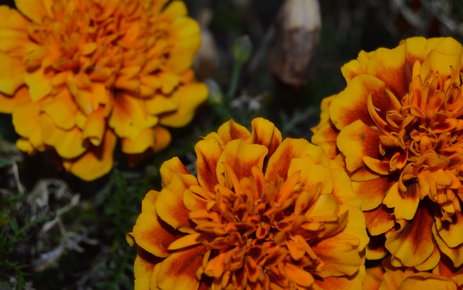 Nikon D3200 sample photo