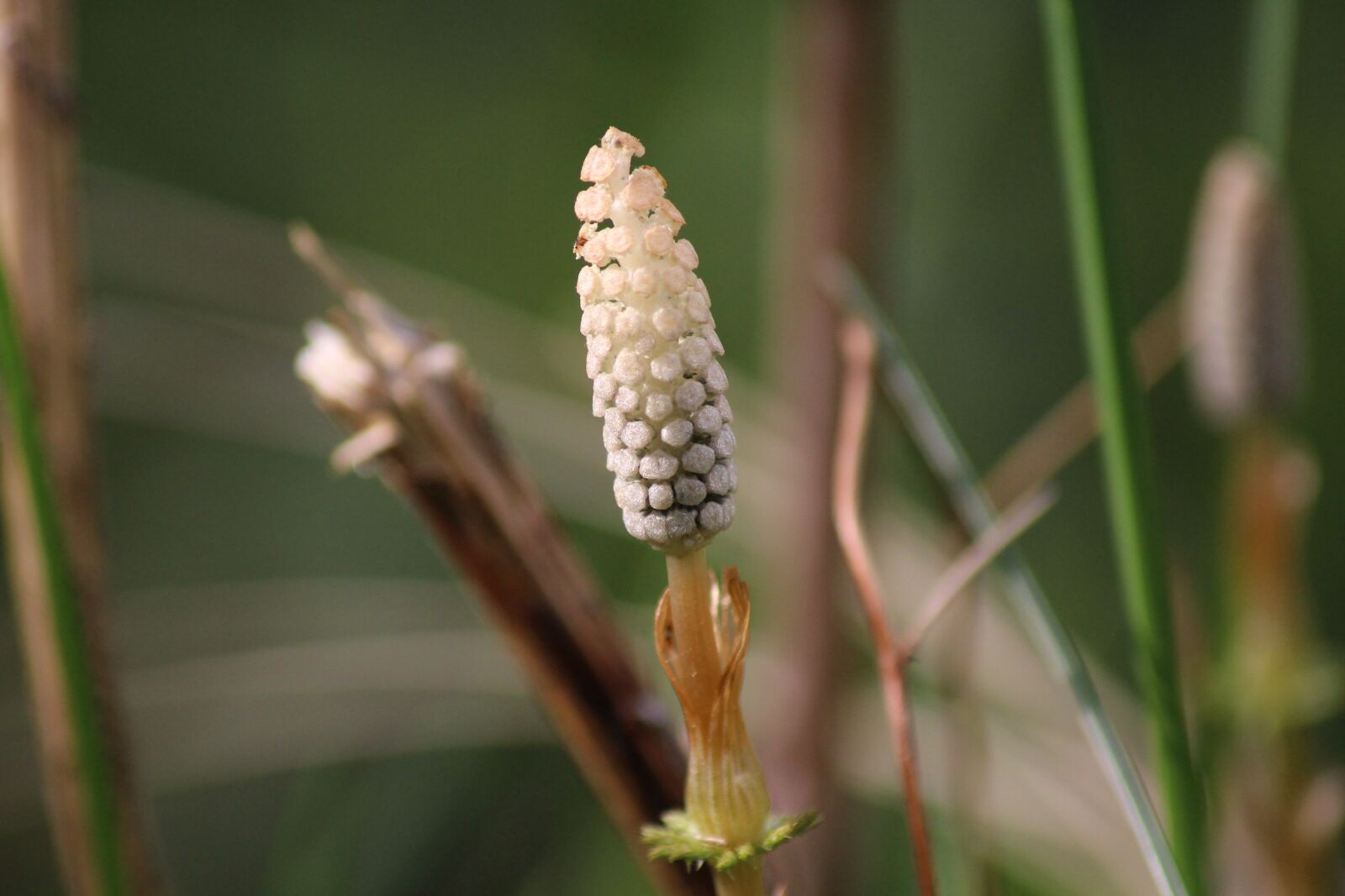 Canon EOS 100D (EOS Rebel SL1 / EOS Kiss X7) sample photo. Flower, nature, macro photography