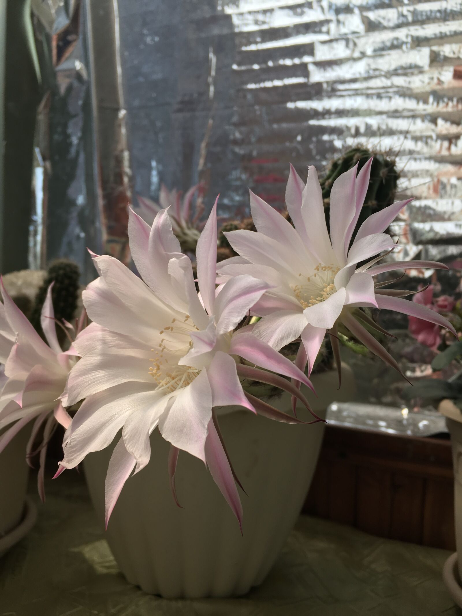 Apple iPhone 6s Plus sample photo. Plant, cactus, bloom photography
