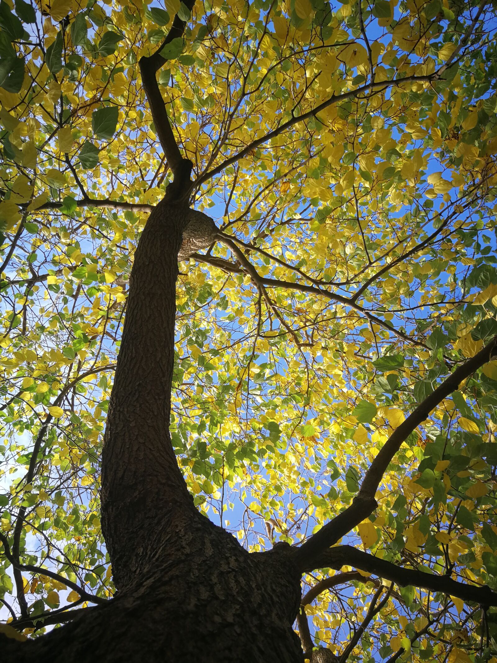 HUAWEI P10 sample photo. Tree, autumn, color photography