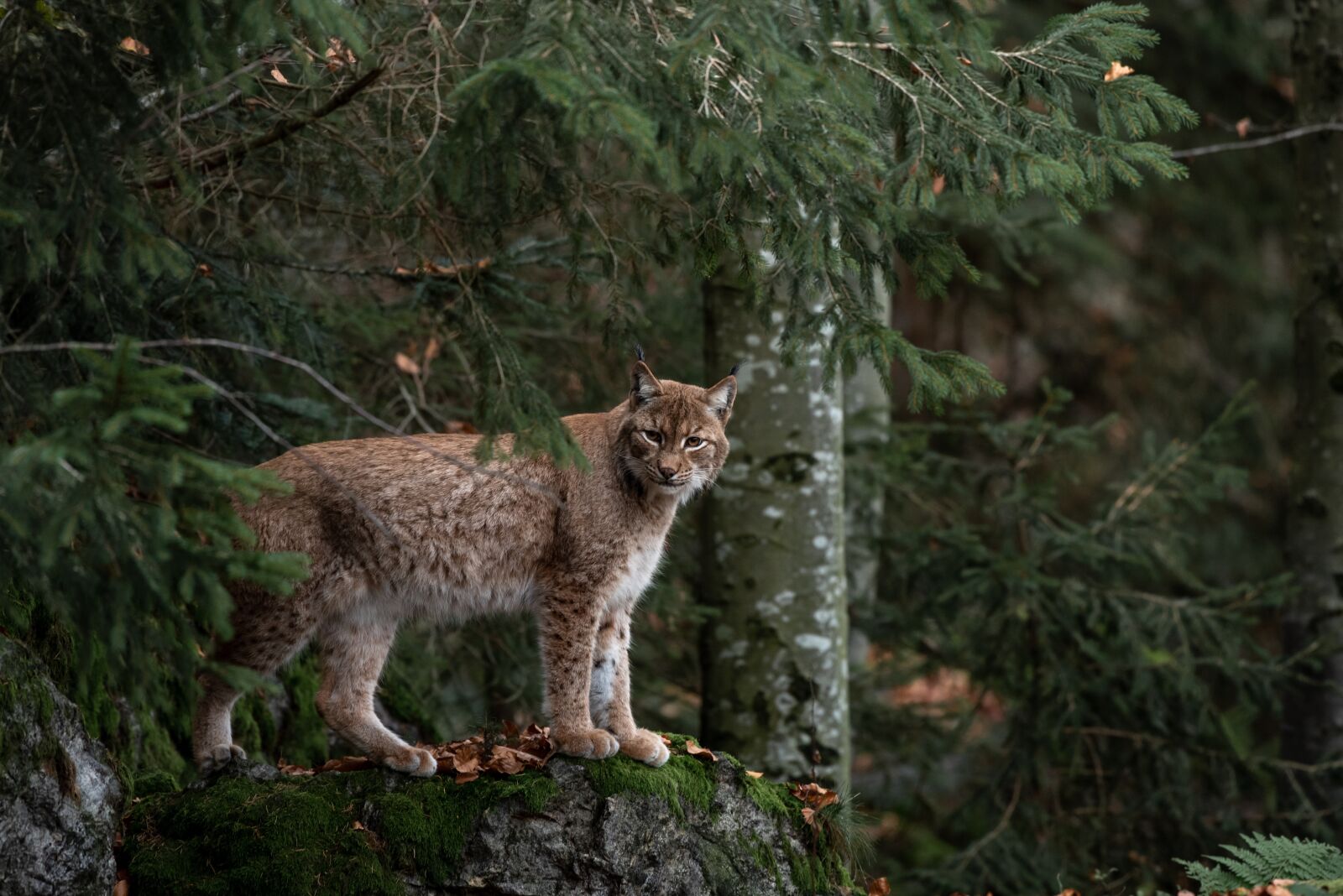 Nikon D750 sample photo. Bobcat, forest, nature photography