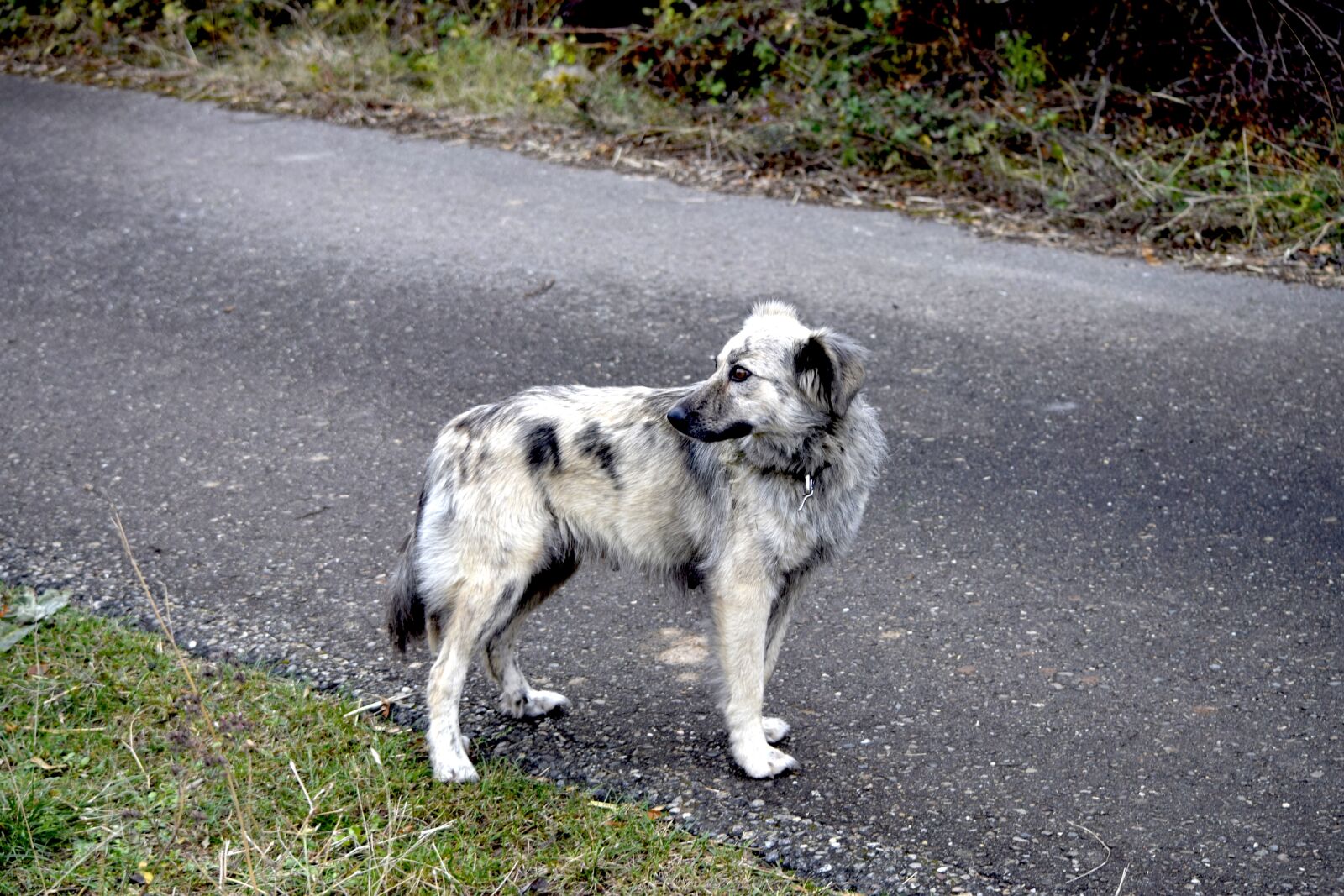 Nikon D3300 sample photo. Dog, road, pastor photography