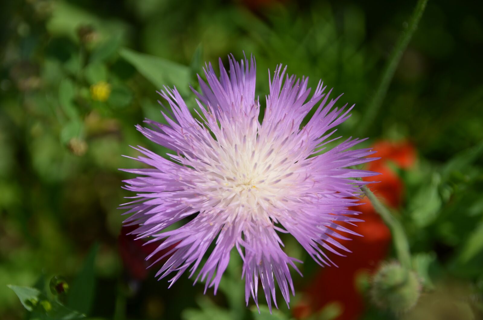 Nikon D5100 sample photo. Thistle, purple, flower photography