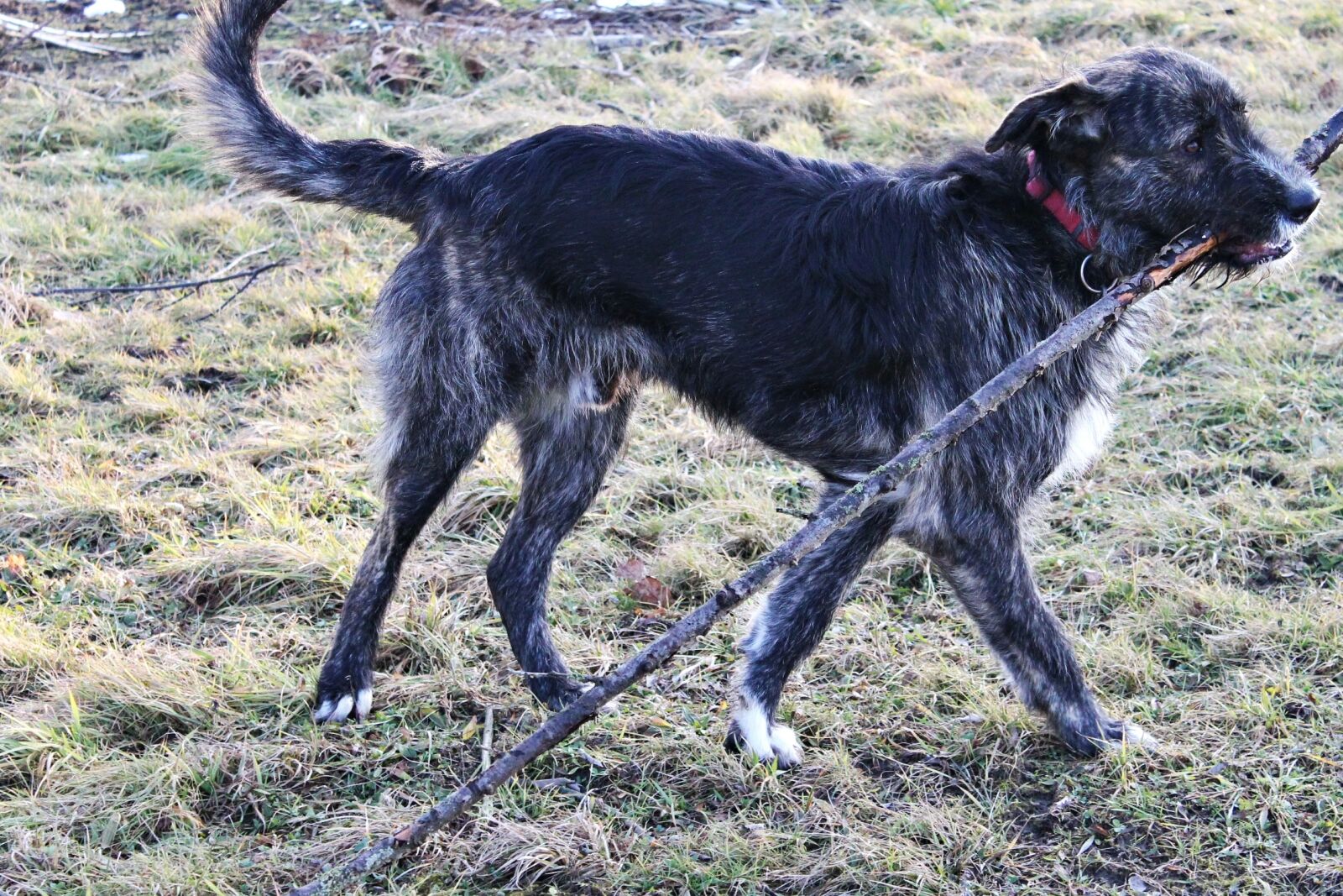 Canon EOS 1100D (EOS Rebel T3 / EOS Kiss X50) sample photo. Dog, batons, race photography