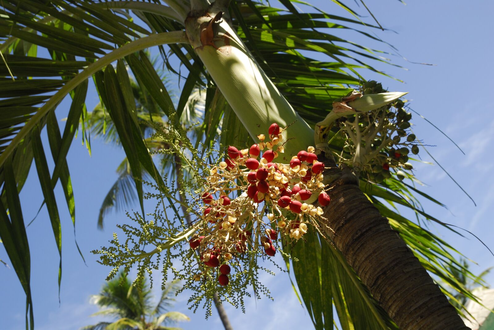 Nikon D200 sample photo. Dom rep, dominican republic photography