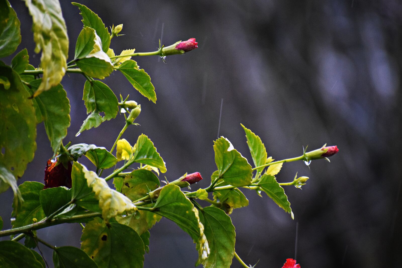 Nikon D3300 sample photo. Rain, water, droplets photography