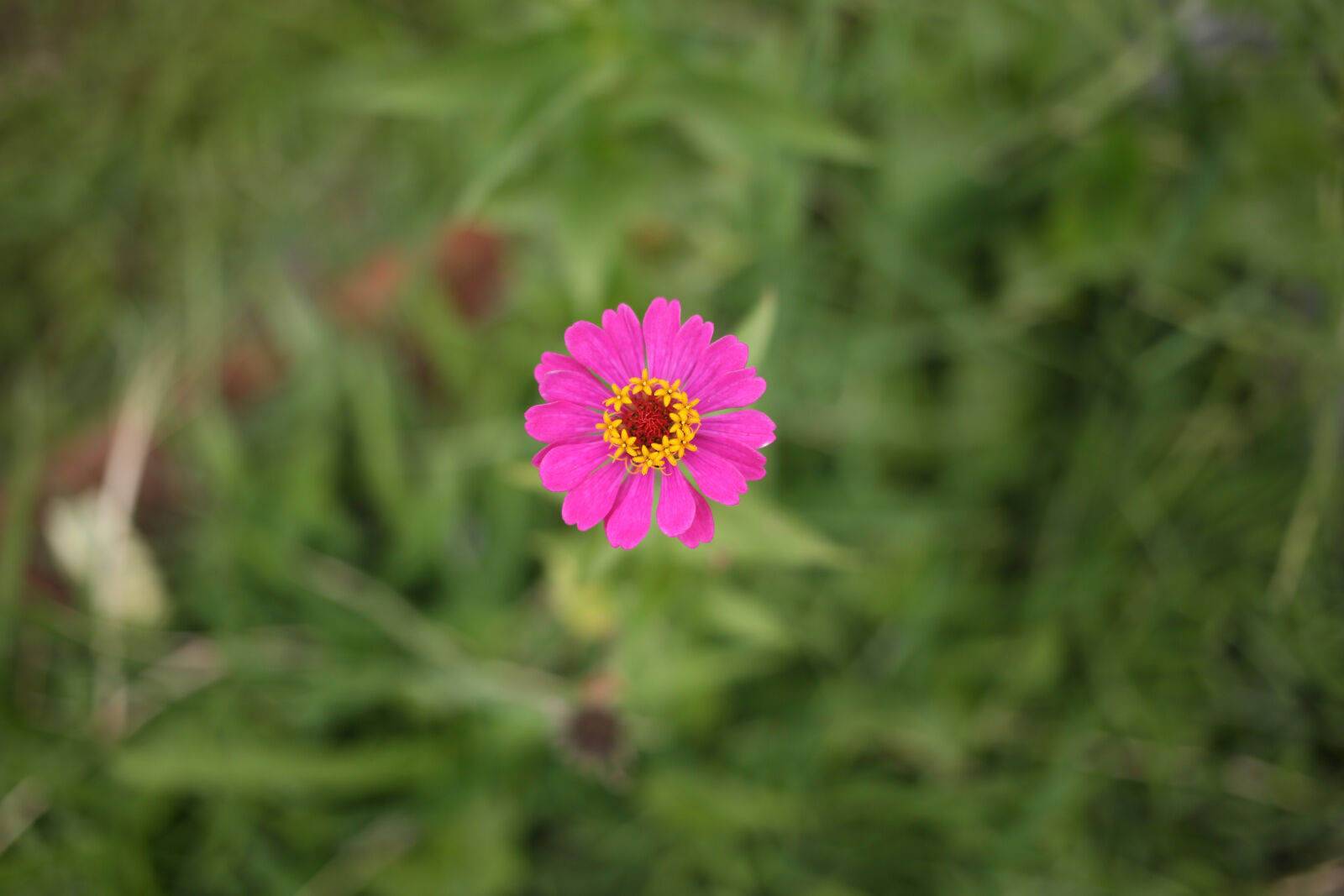 Canon EF 40mm F2.8 STM sample photo