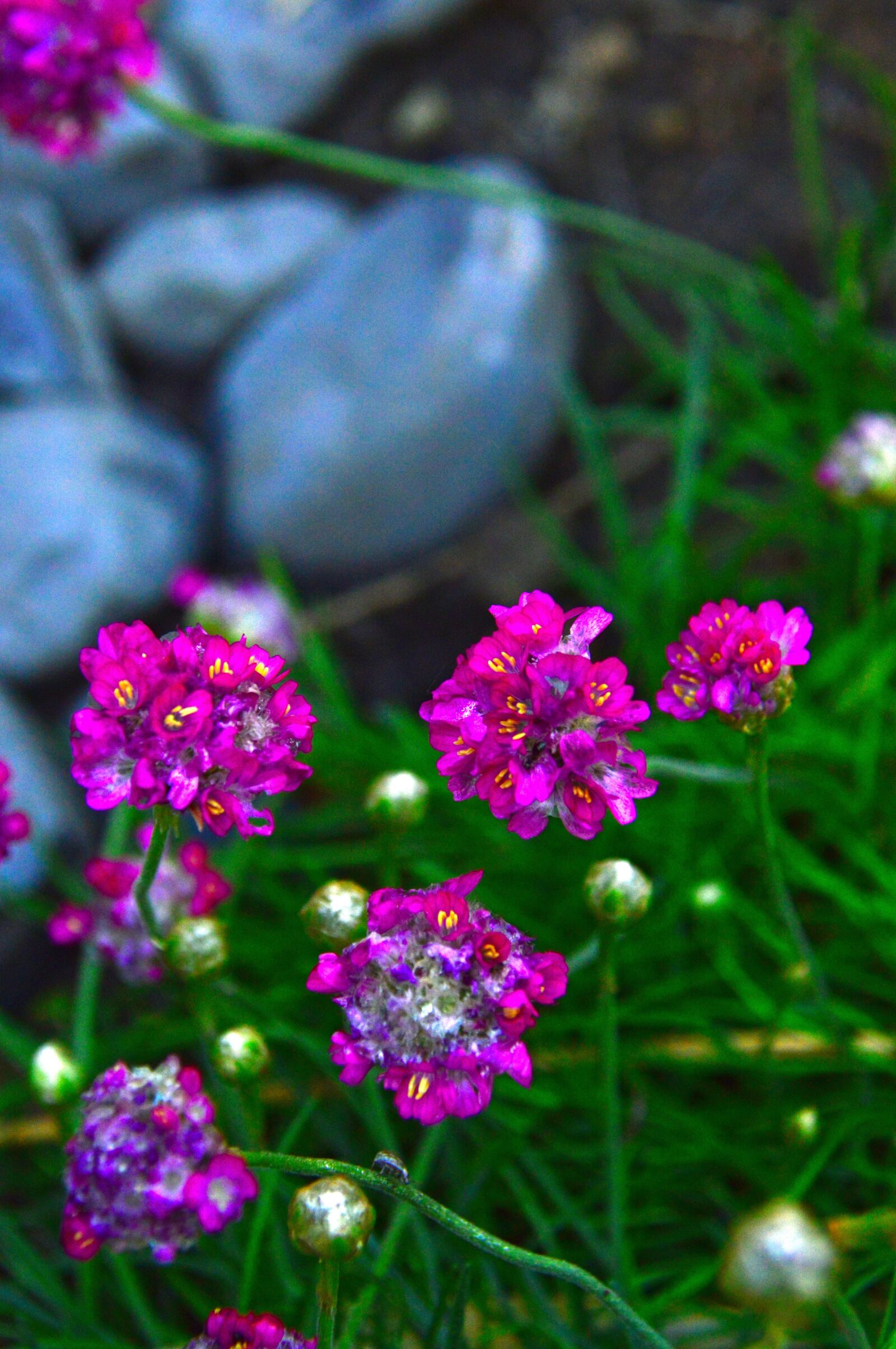 Nikon D3200 sample photo. Pink, flower, little flower photography