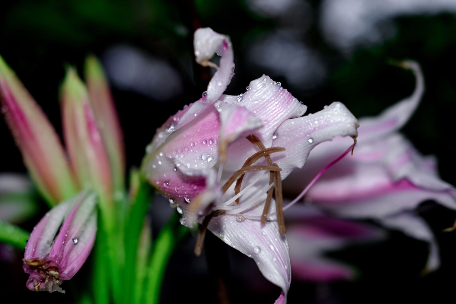 Fujifilm X-T30 + Fujifilm XC 35mm F2 sample photo. Flower, dew flower, latifolium photography