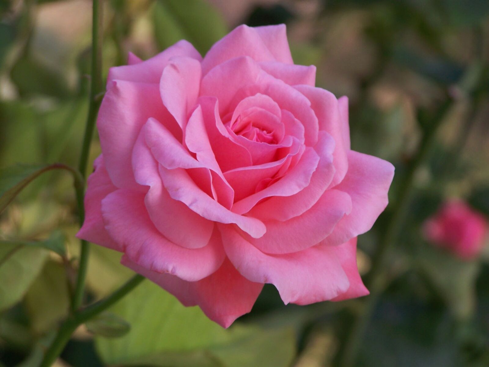 Kodak EASYSHARE Z710 ZOOM DIGITAL CAMERA sample photo. Flower, rose, pink photography