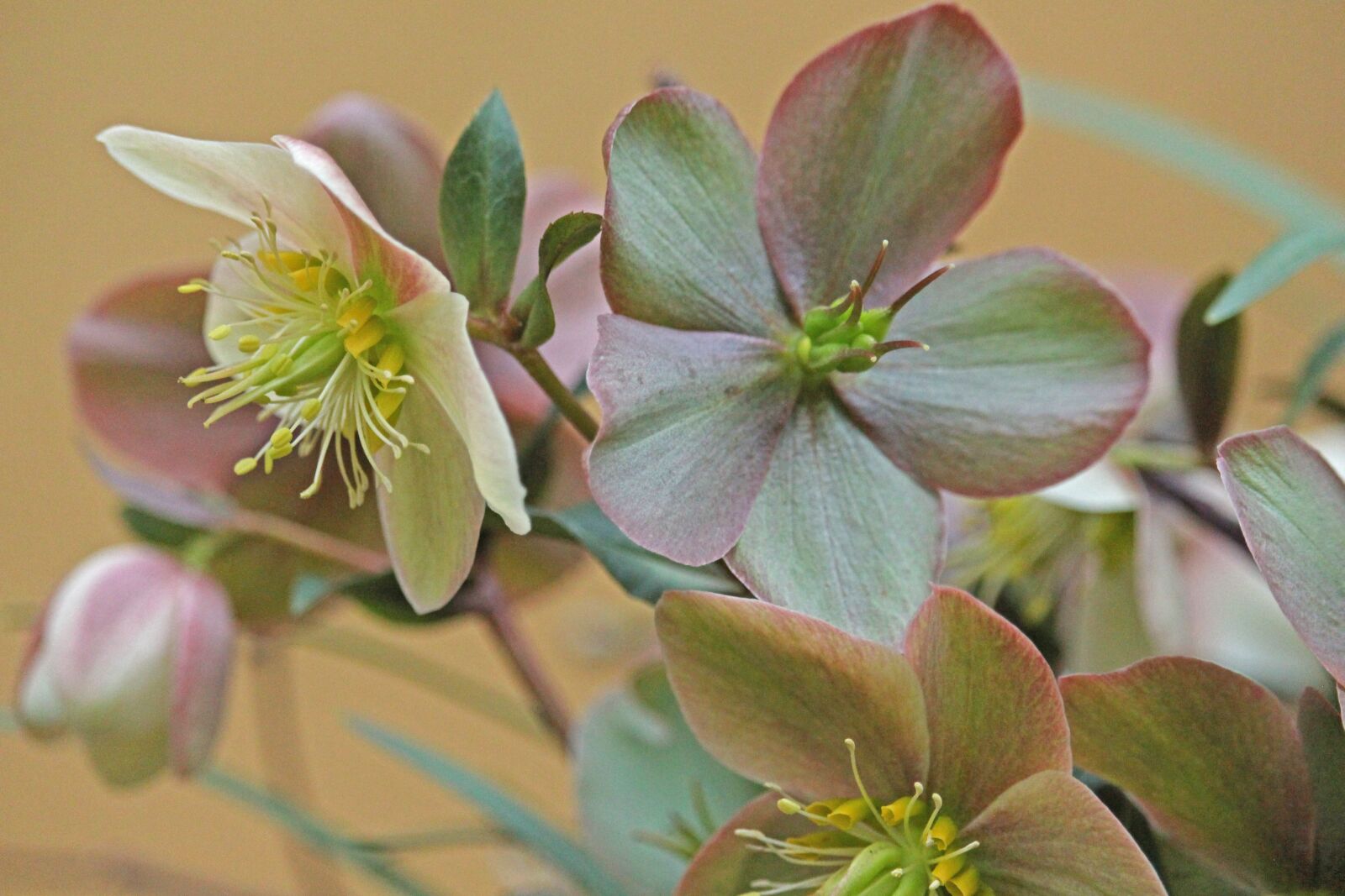 Canon EF-S 55-250mm F4-5.6 IS STM sample photo. Christmas rose, winterblueher, anemone photography