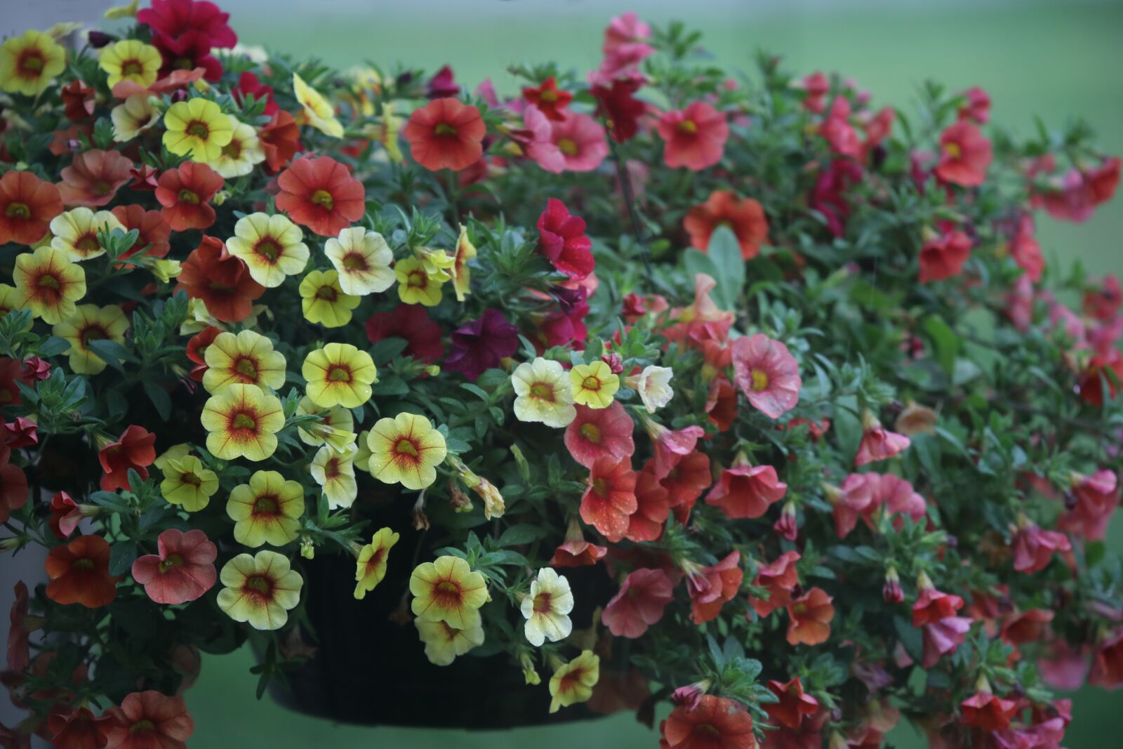 Canon EOS 5D Mark IV sample photo. Flowers, plant, spring photography
