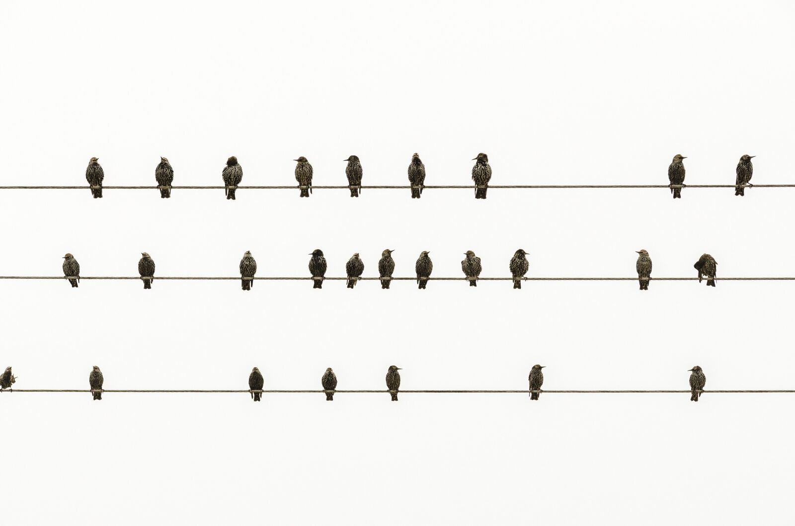 Nikon D7000 sample photo. Minimal, birds, minimalism photography