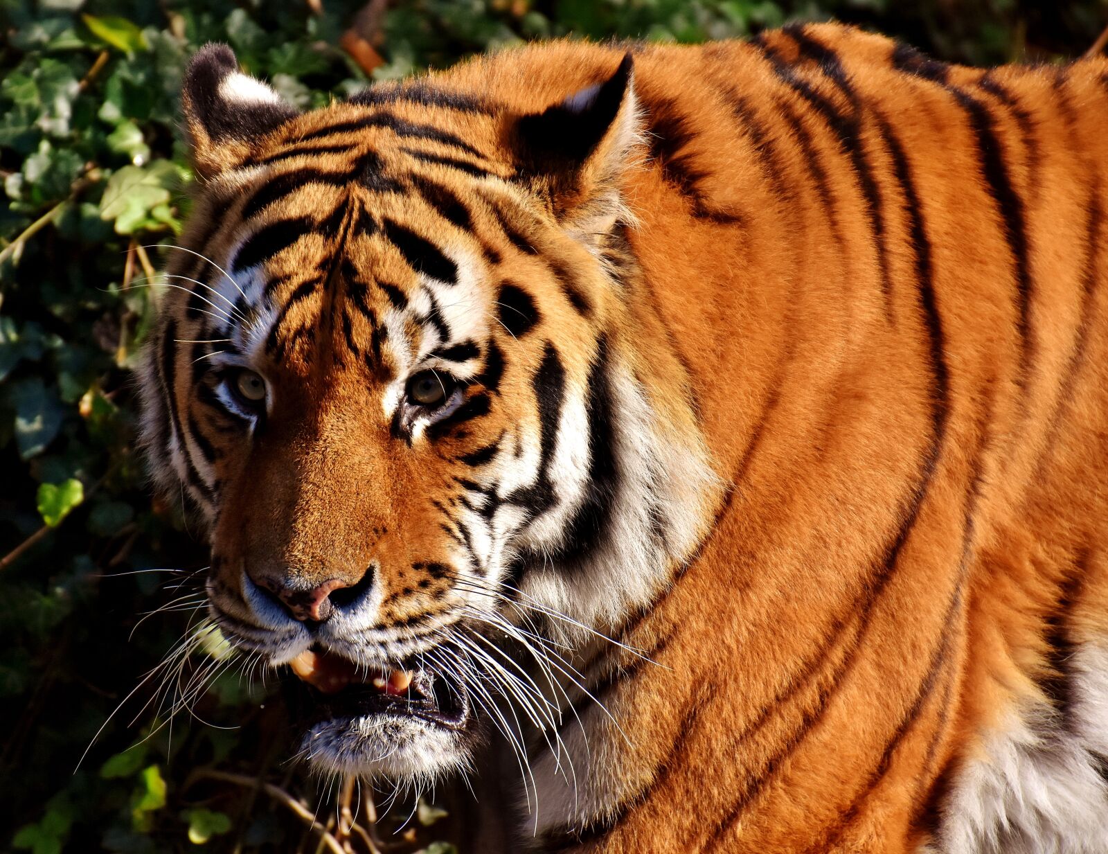 Nikon D7200 sample photo. Tiger, predator, lurking photography