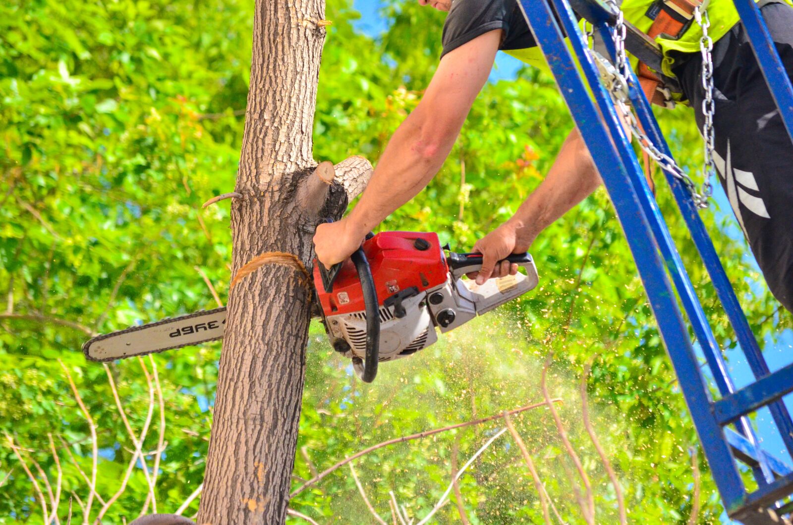 Nikon D5100 sample photo. Tree, chainsaw, saw photography