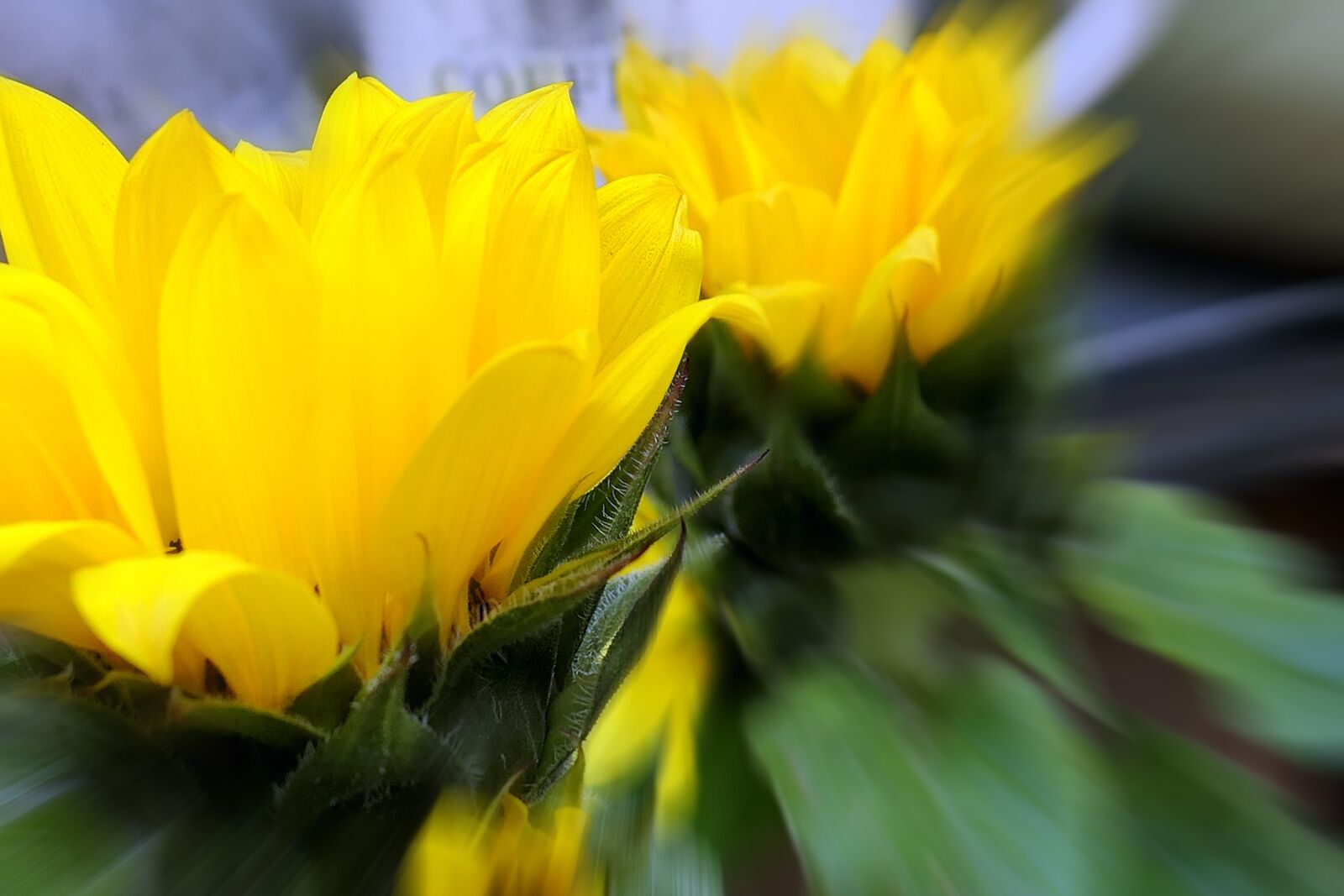 Panasonic Lumix DMC-LX10 (Lumix DMC-LX15) sample photo. Blossom, bloom, yellow photography