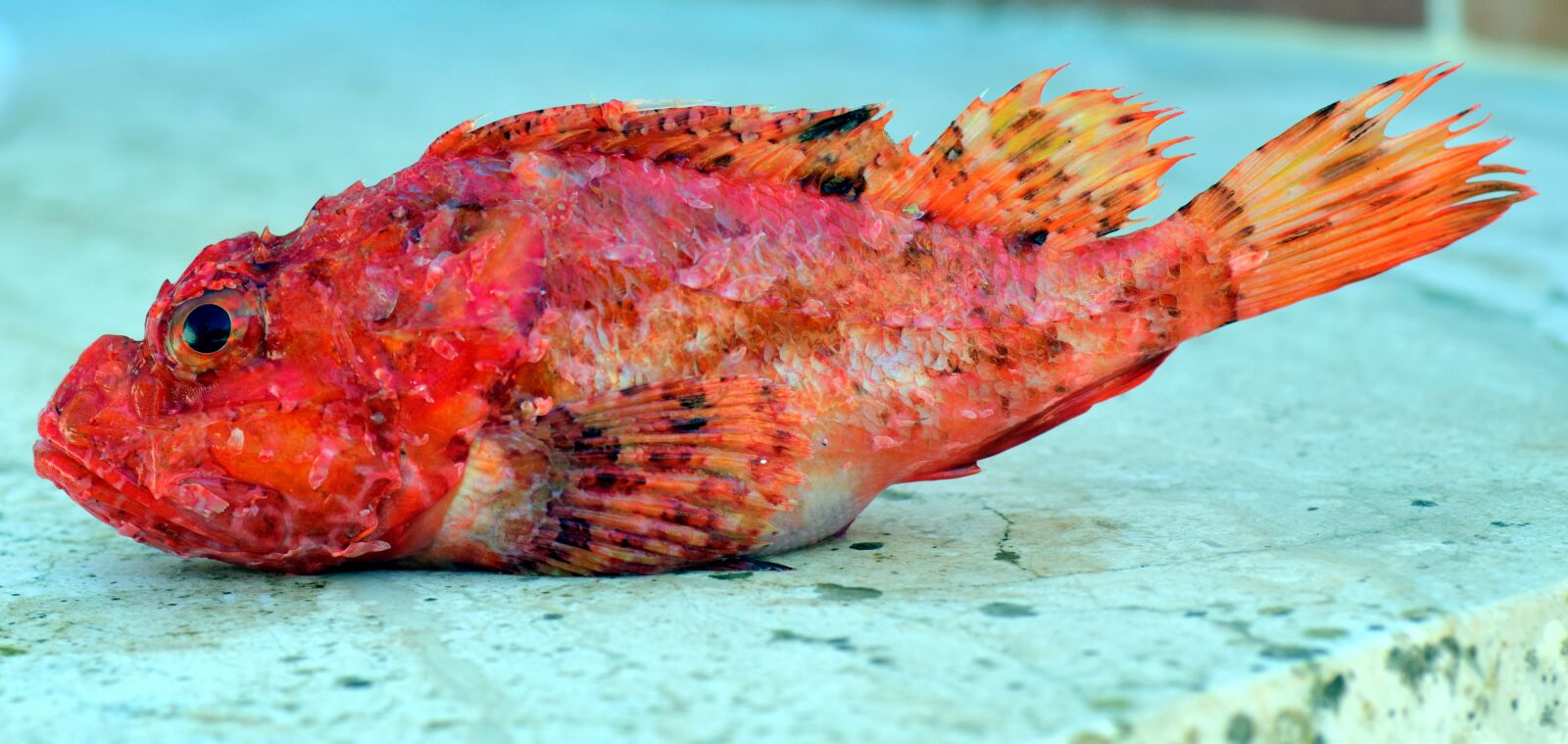 Nikon D3300 sample photo. Fish, fresh, food photography