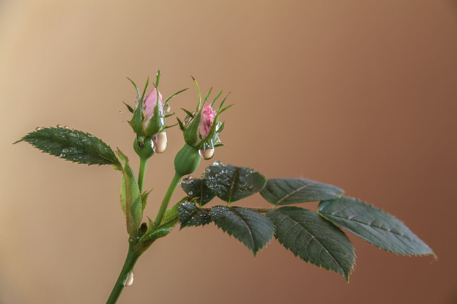 Canon EOS 7D sample photo. Flower, plant, pink flower photography