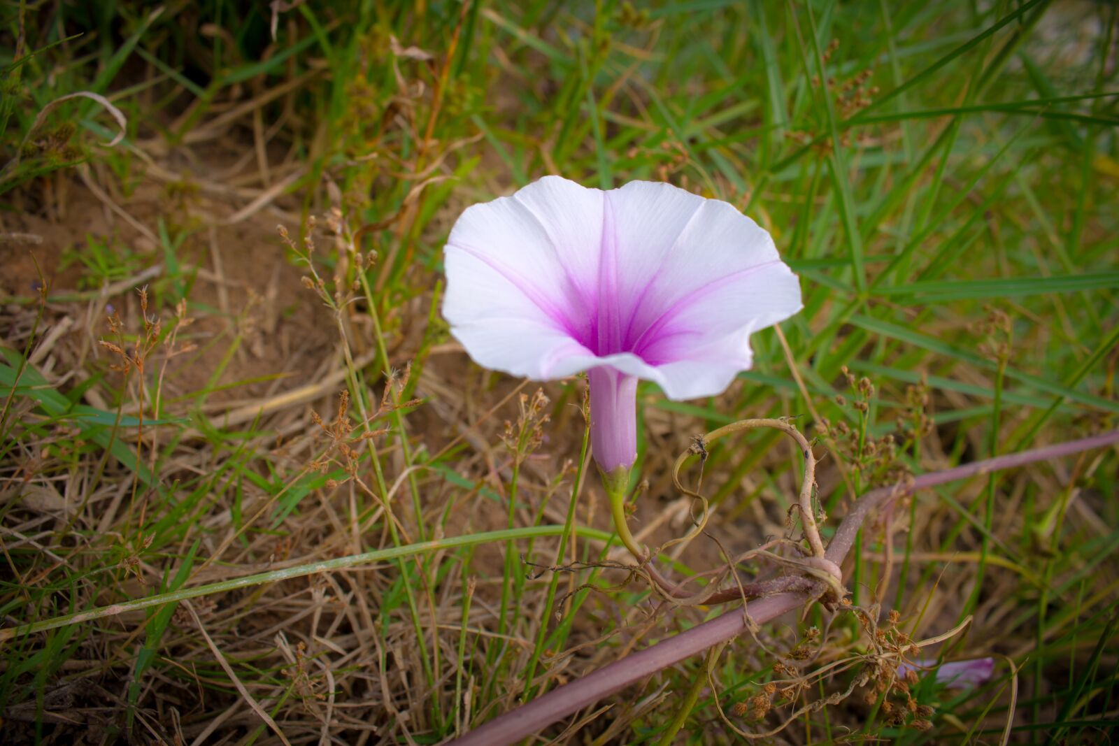 Canon EOS 700D (EOS Rebel T5i / EOS Kiss X7i) sample photo. Flower, ipomoea violacea, europe photography