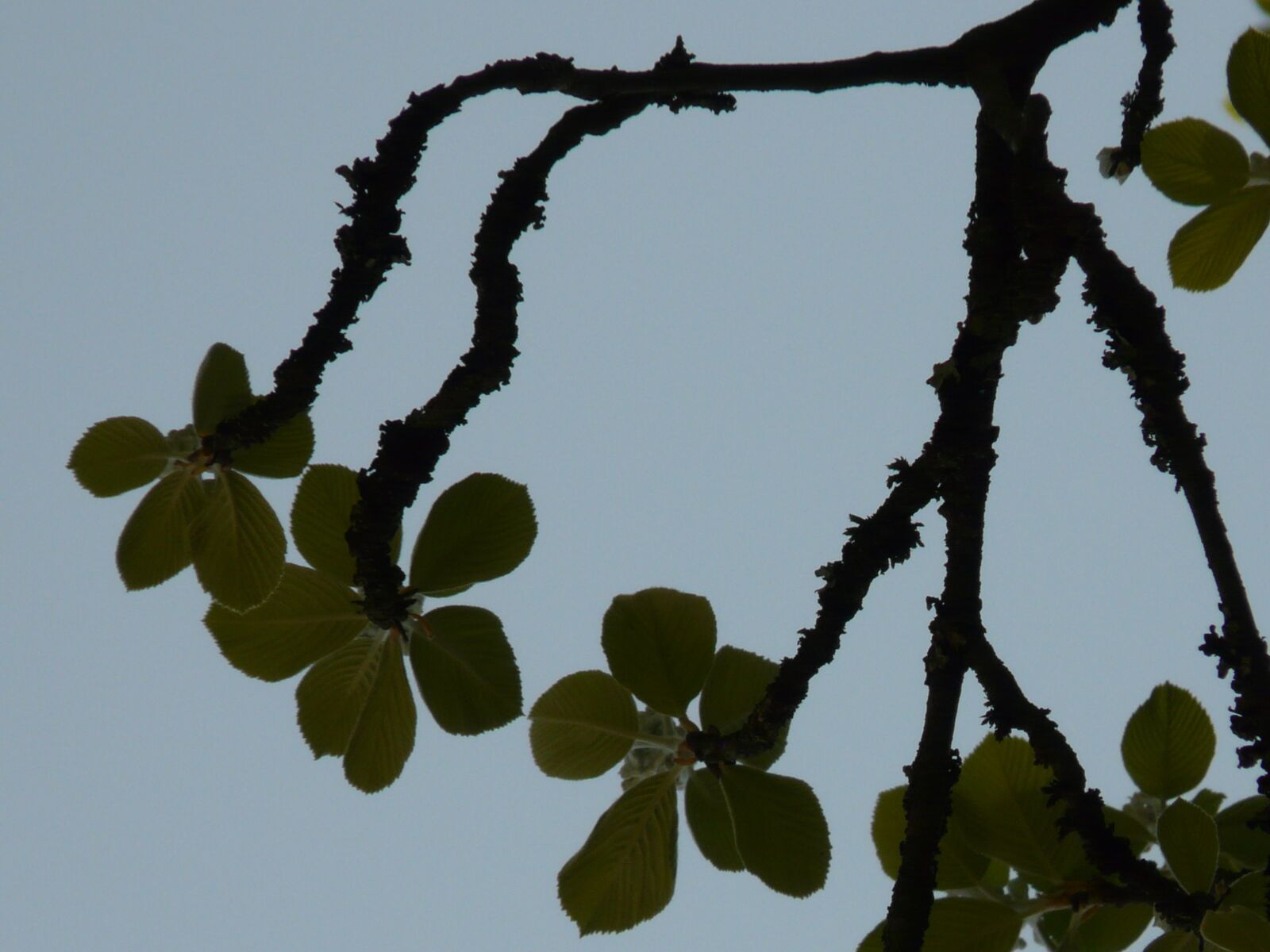 Panasonic DMC-FZ18 sample photo. Real whitebeam, haw, tree photography