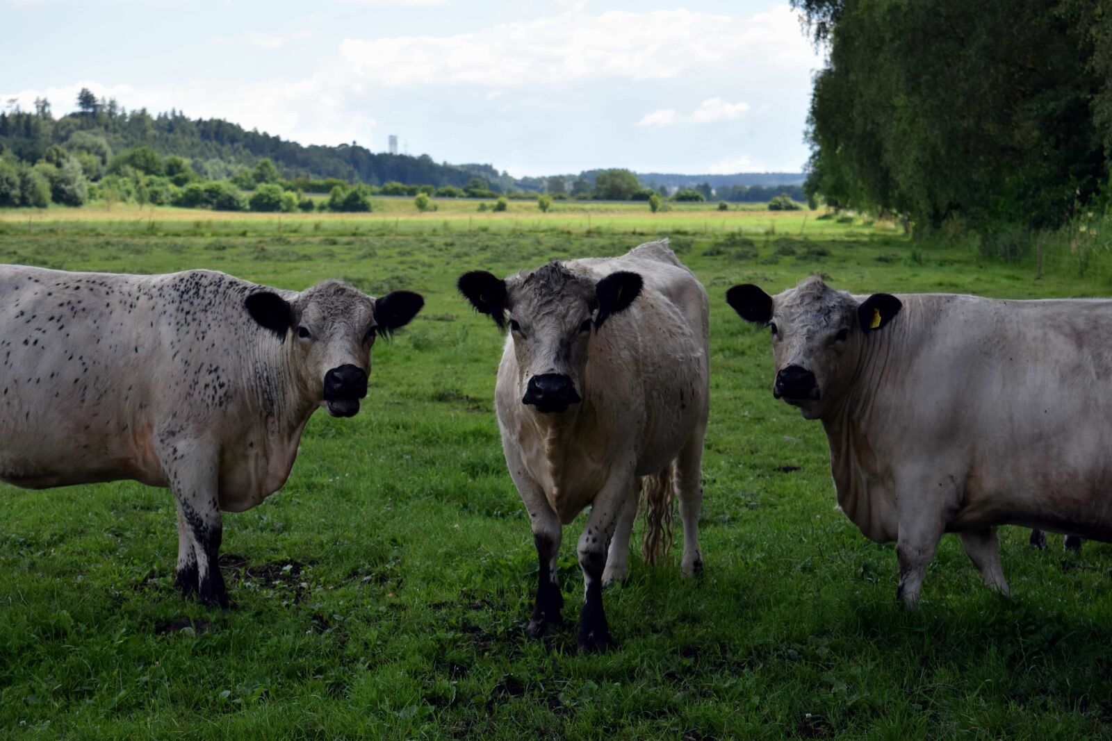 Nikon D3300 sample photo. Cattle, bull, agriculture, cow photography