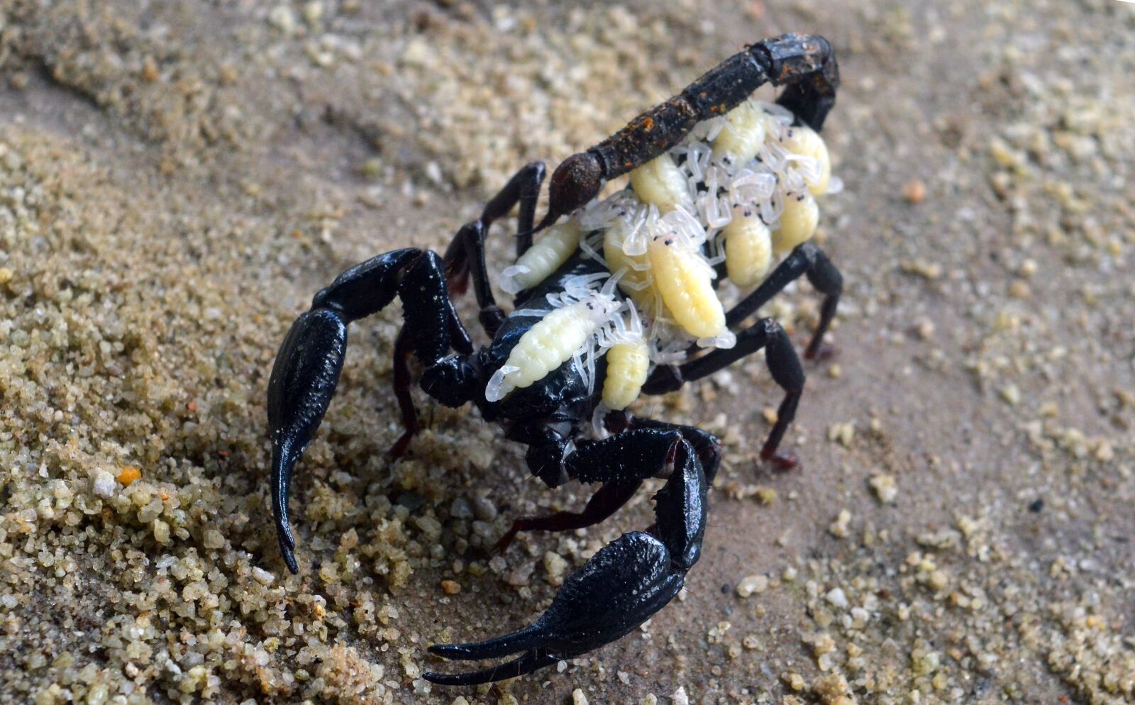 Nikon D3100 sample photo. Scorpion, animal, crawl photography