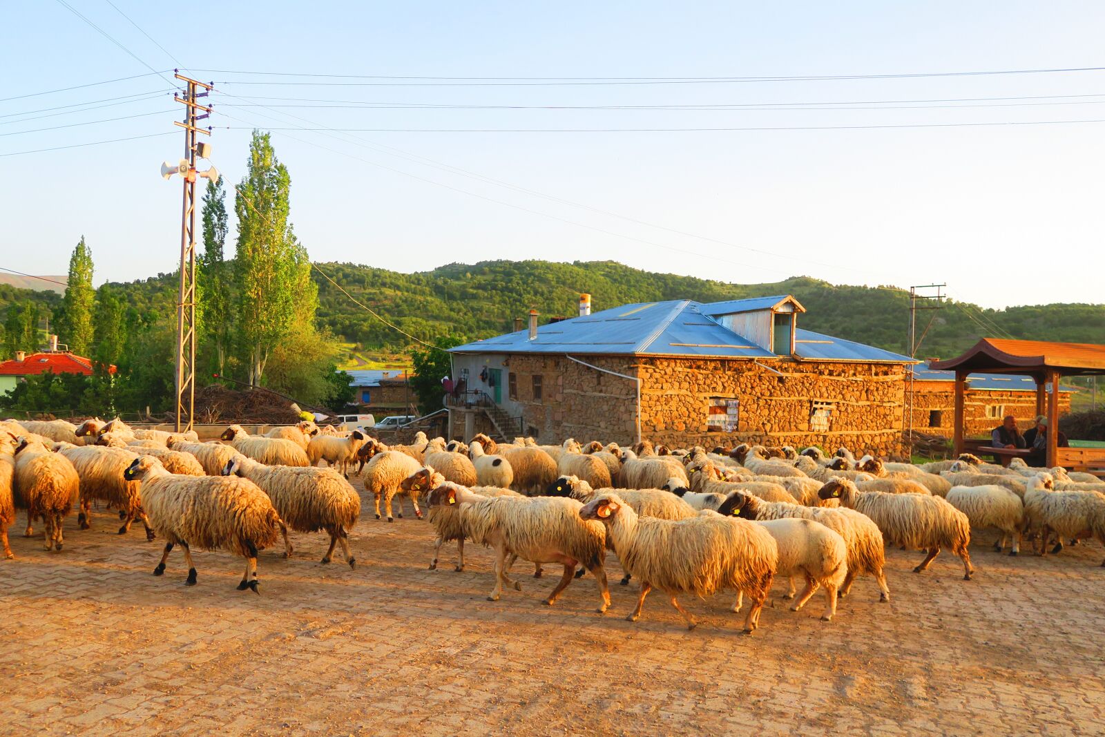Canon PowerShot G7 X sample photo. Sheep, village, herd photography