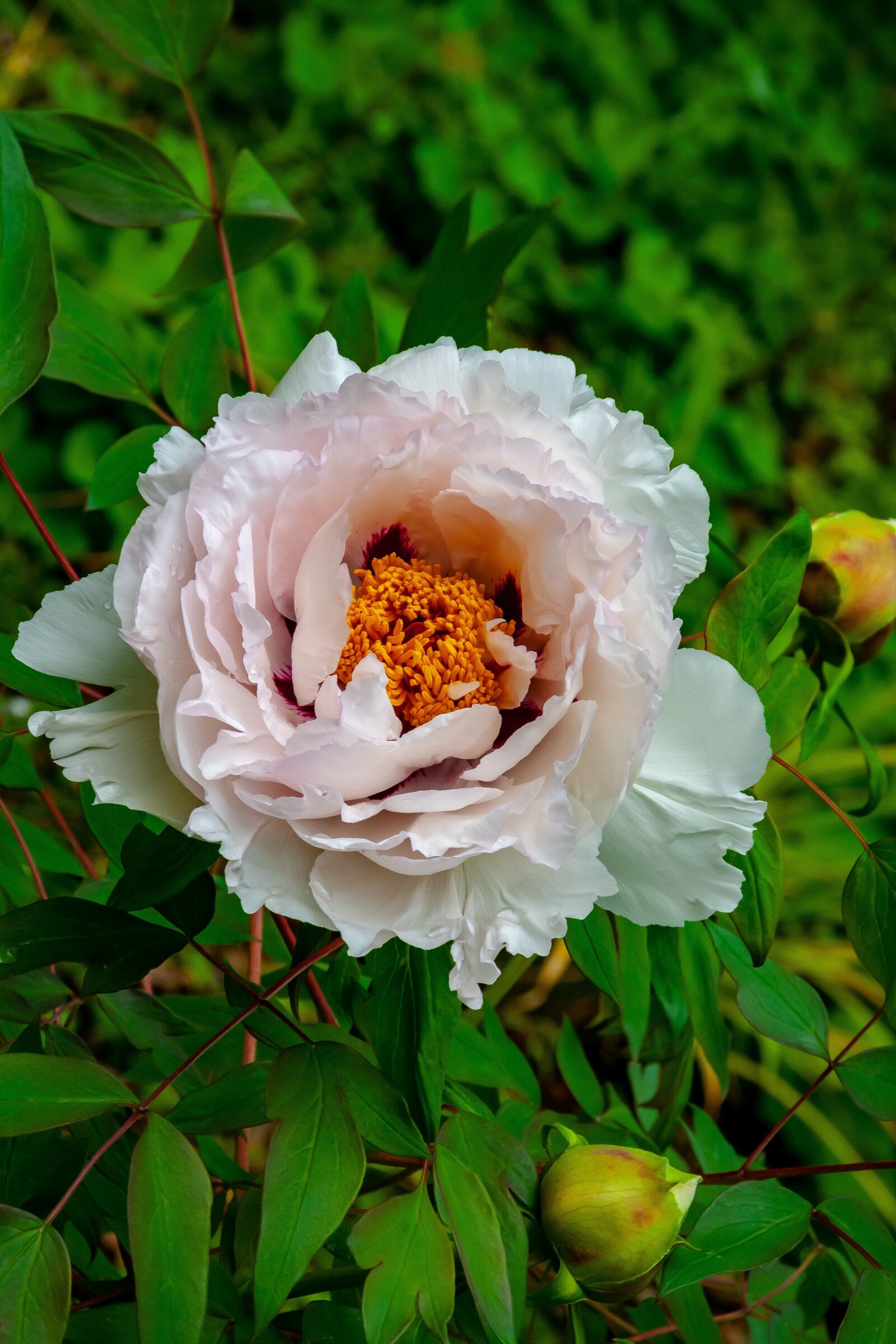 Canon EOS 400D (EOS Digital Rebel XTi / EOS Kiss Digital X) sample photo. Rose, flora, fauna photography
