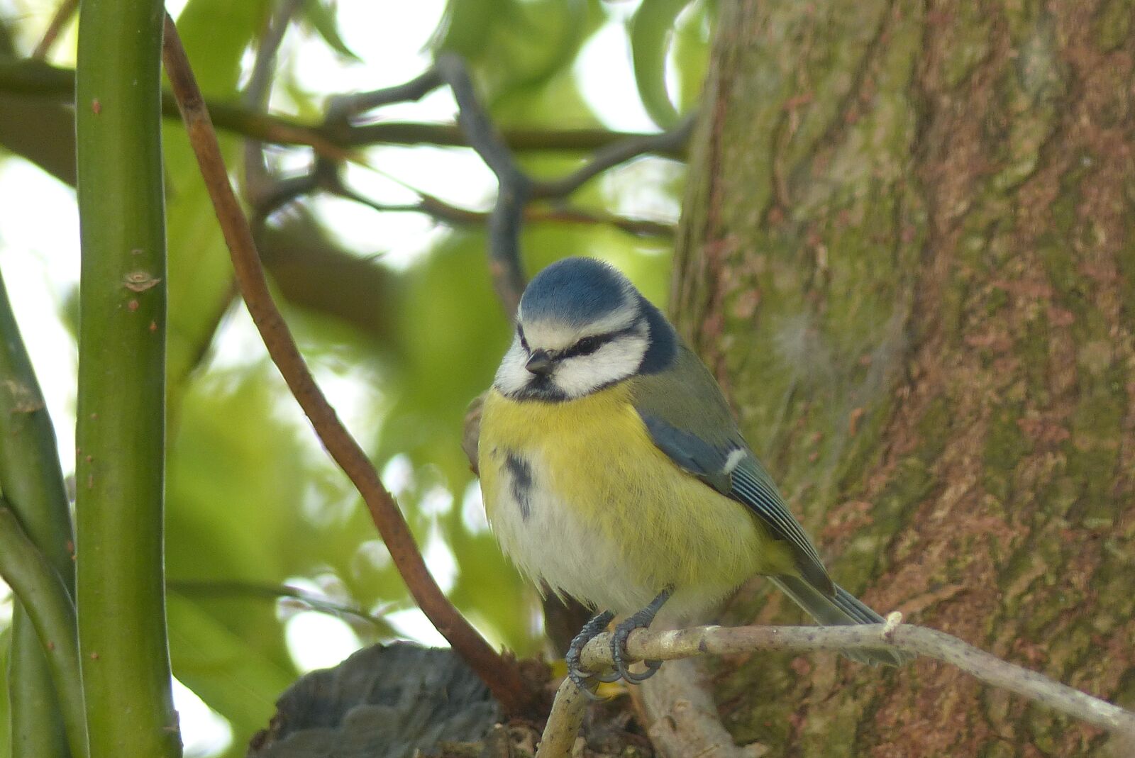 Panasonic Lumix DMC-FZ200 sample photo. Blue tit, bird, ornithology photography