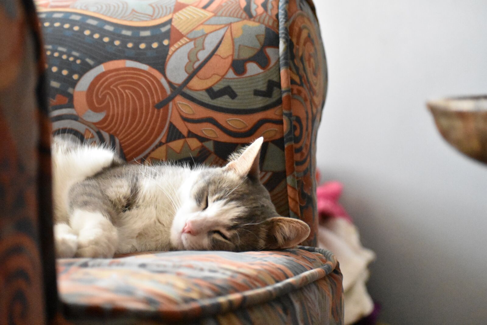 Nikon D3400 sample photo. Cat, kitty, feline photography