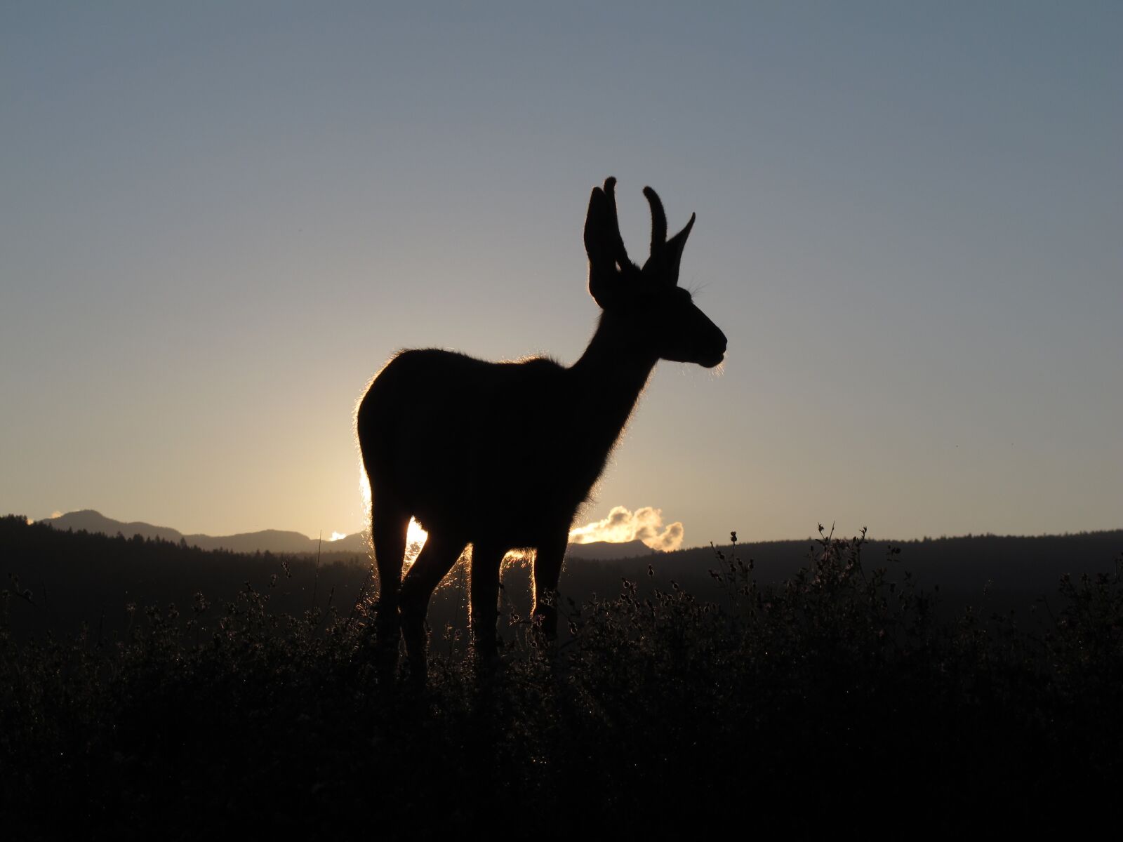 Canon PowerShot G12 sample photo. Deer, sunset, animal photography