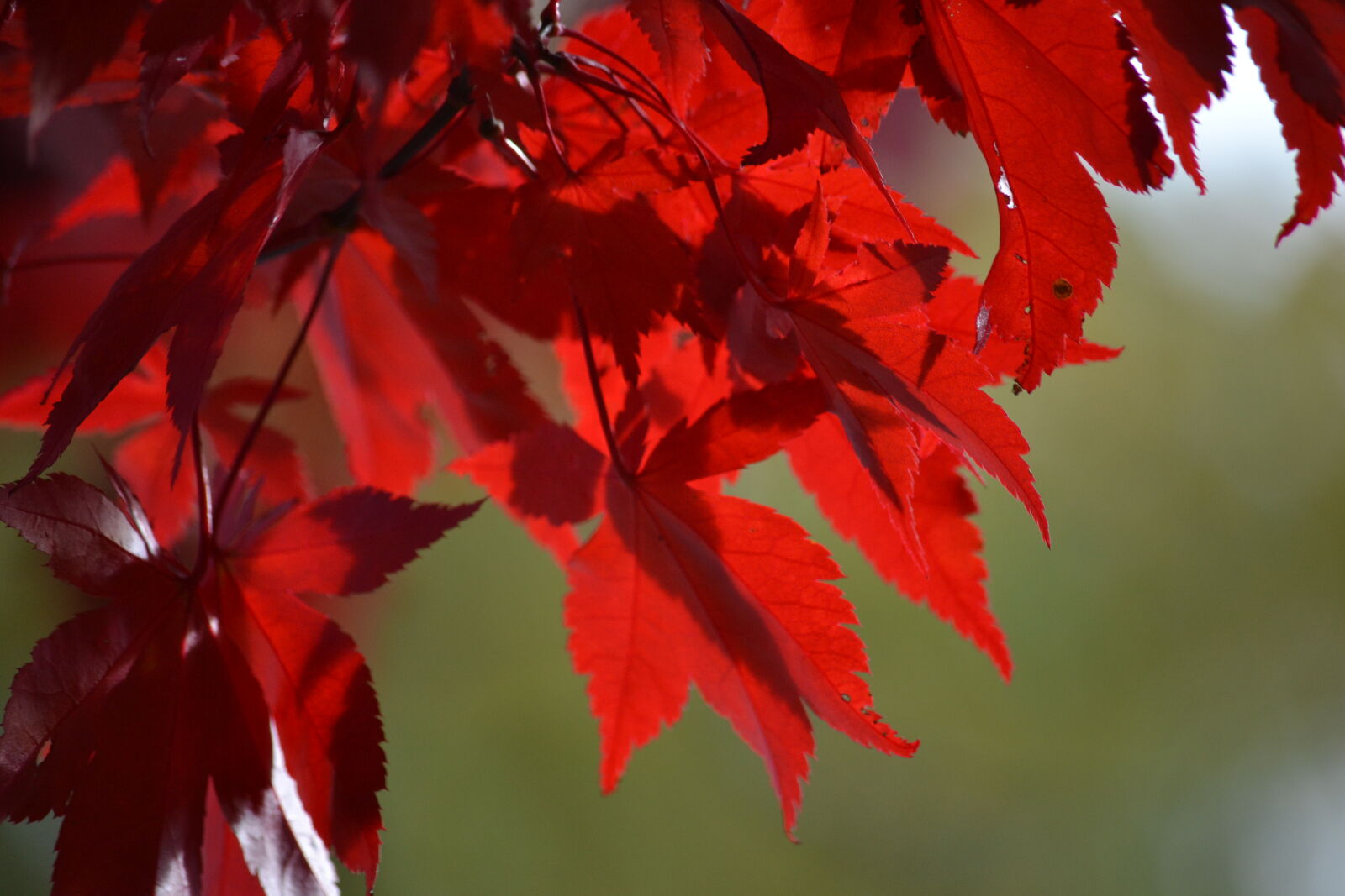 Nikon D3100 sample photo. Close, up, of, red photography