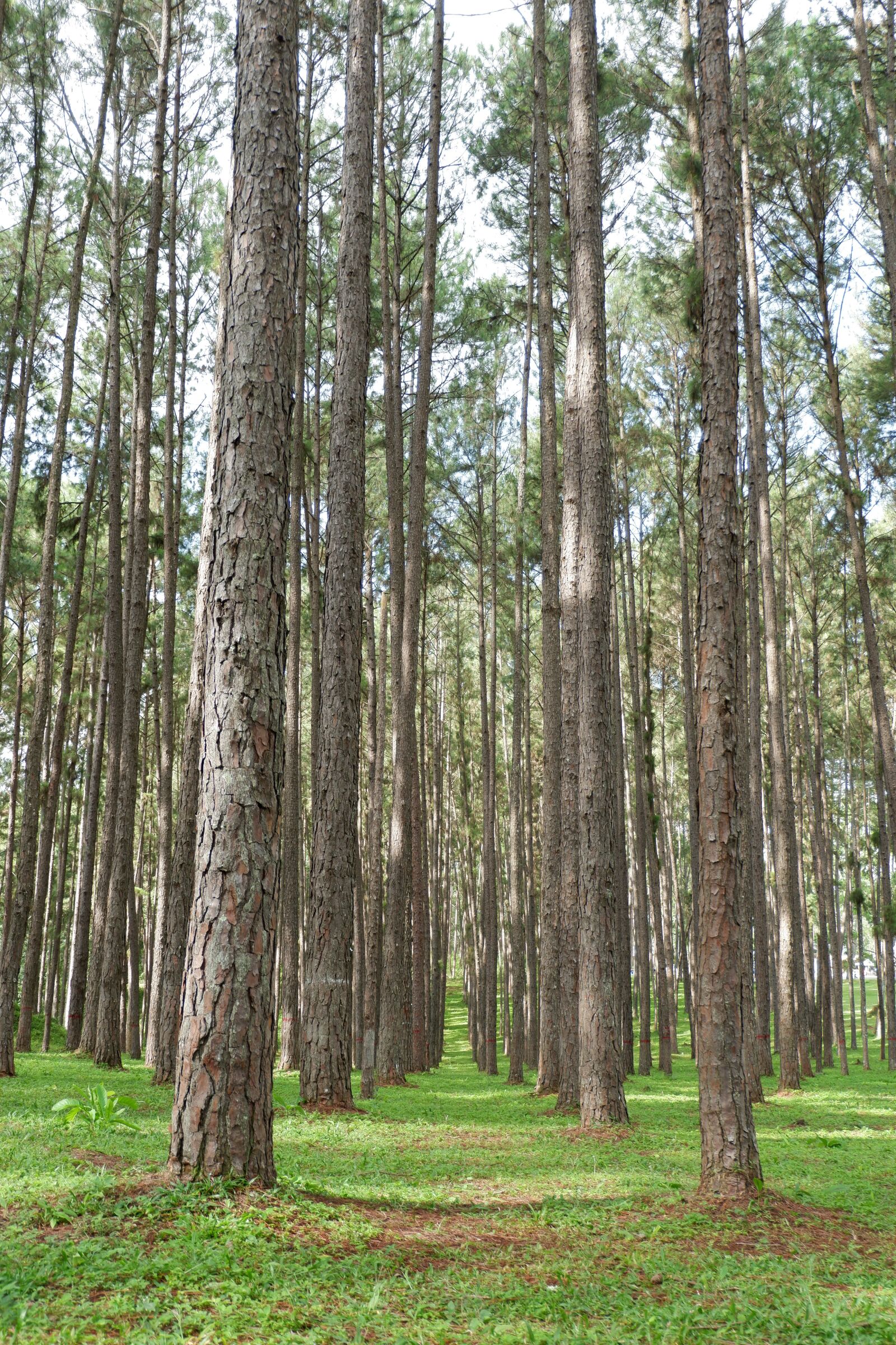 Fujifilm X-A3 sample photo. Pine, tree, nature photography