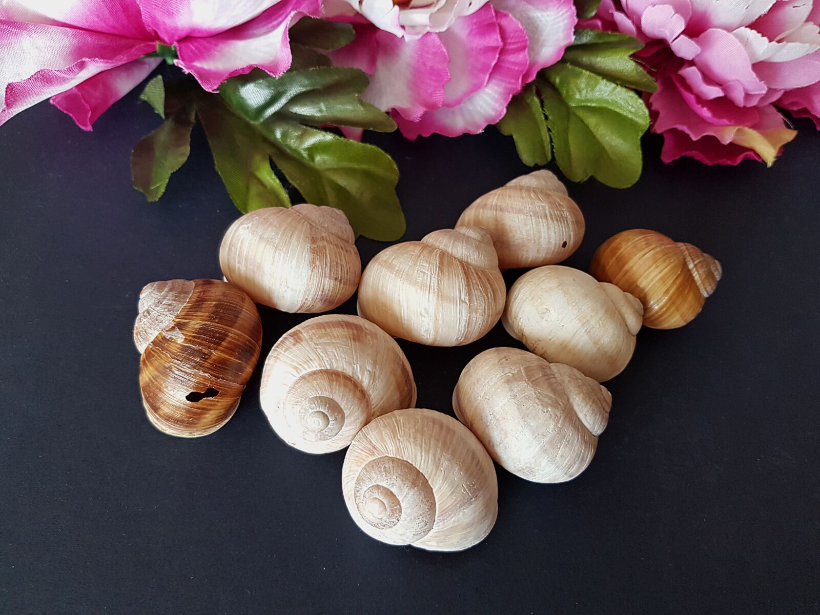 Samsung Galaxy S8 sample photo. Shells, snails, decoration photography