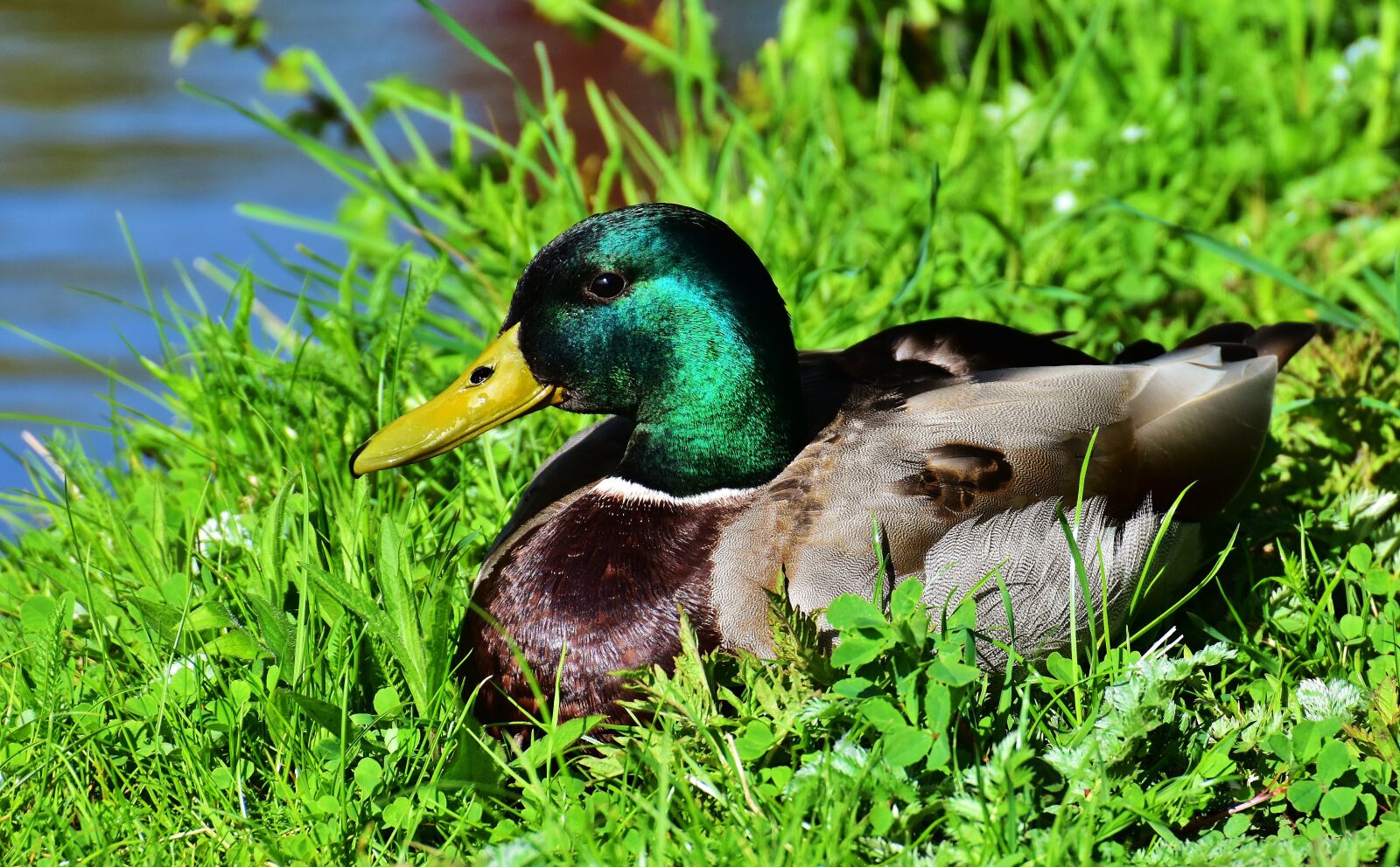 Nikon D7200 sample photo. Duck, mallard, meadow photography