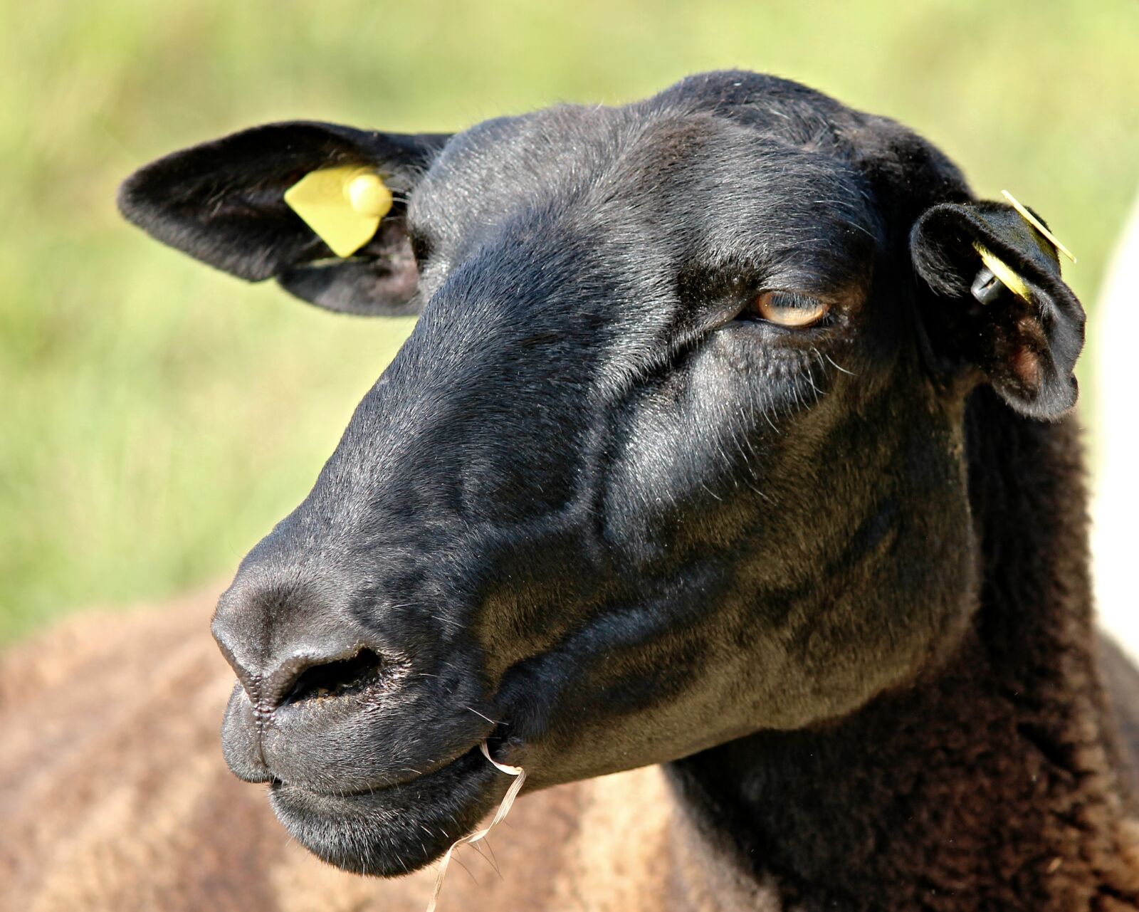 Canon EOS 1100D (EOS Rebel T3 / EOS Kiss X50) sample photo. Sheep, portrait, sheepshead photography