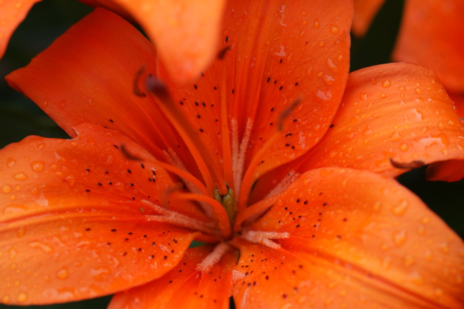 Sony Alpha DSLR-A350 sample photo. Blossom, bloom, orange photography
