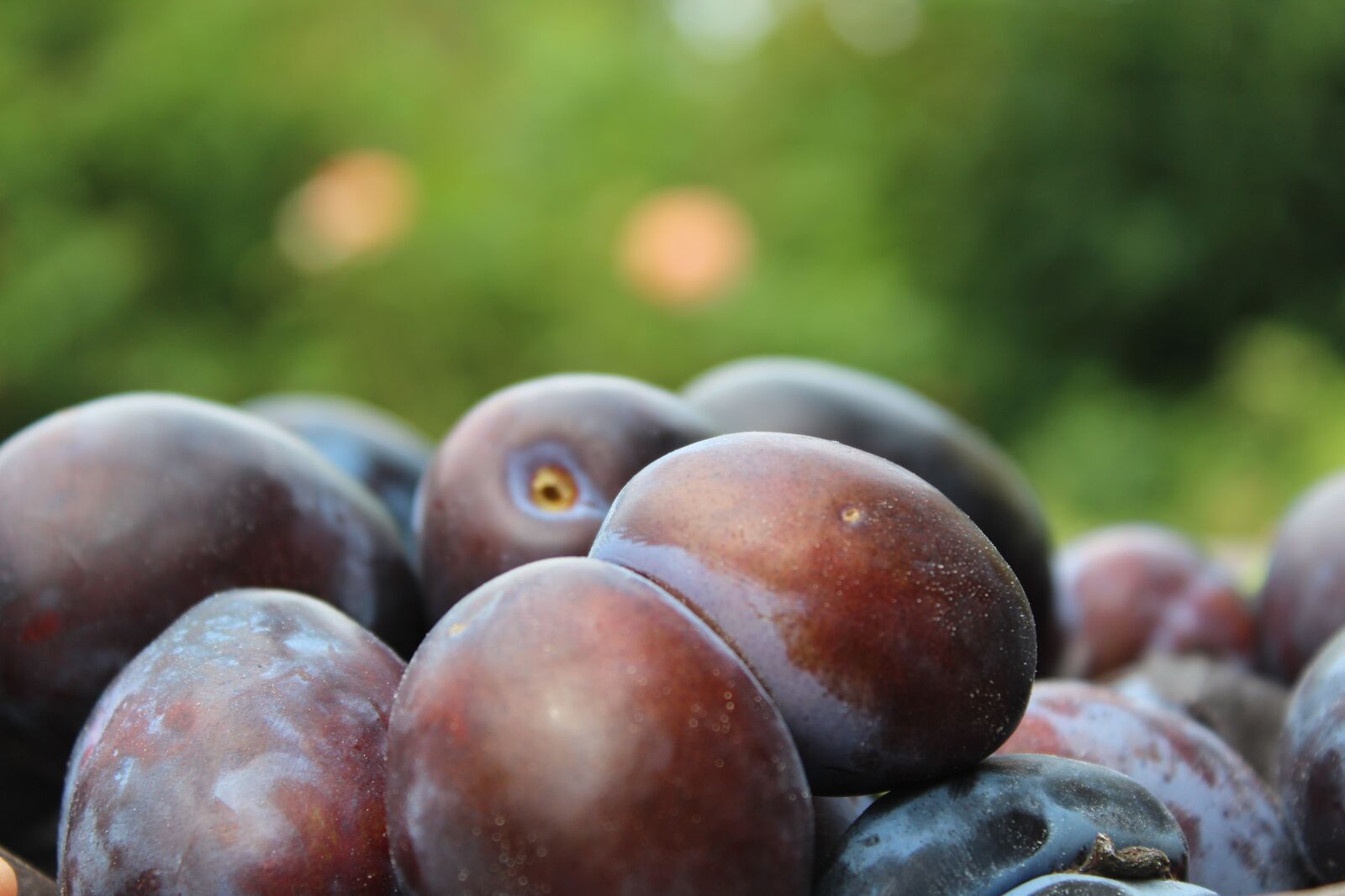 Canon EOS 1300D (EOS Rebel T6 / EOS Kiss X80) sample photo. Plums, fruit, fruits photography