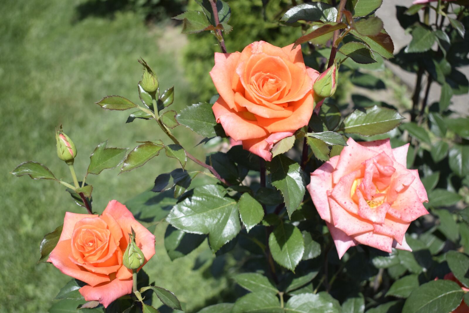 Nikon D3300 sample photo. Three roses, two orange photography