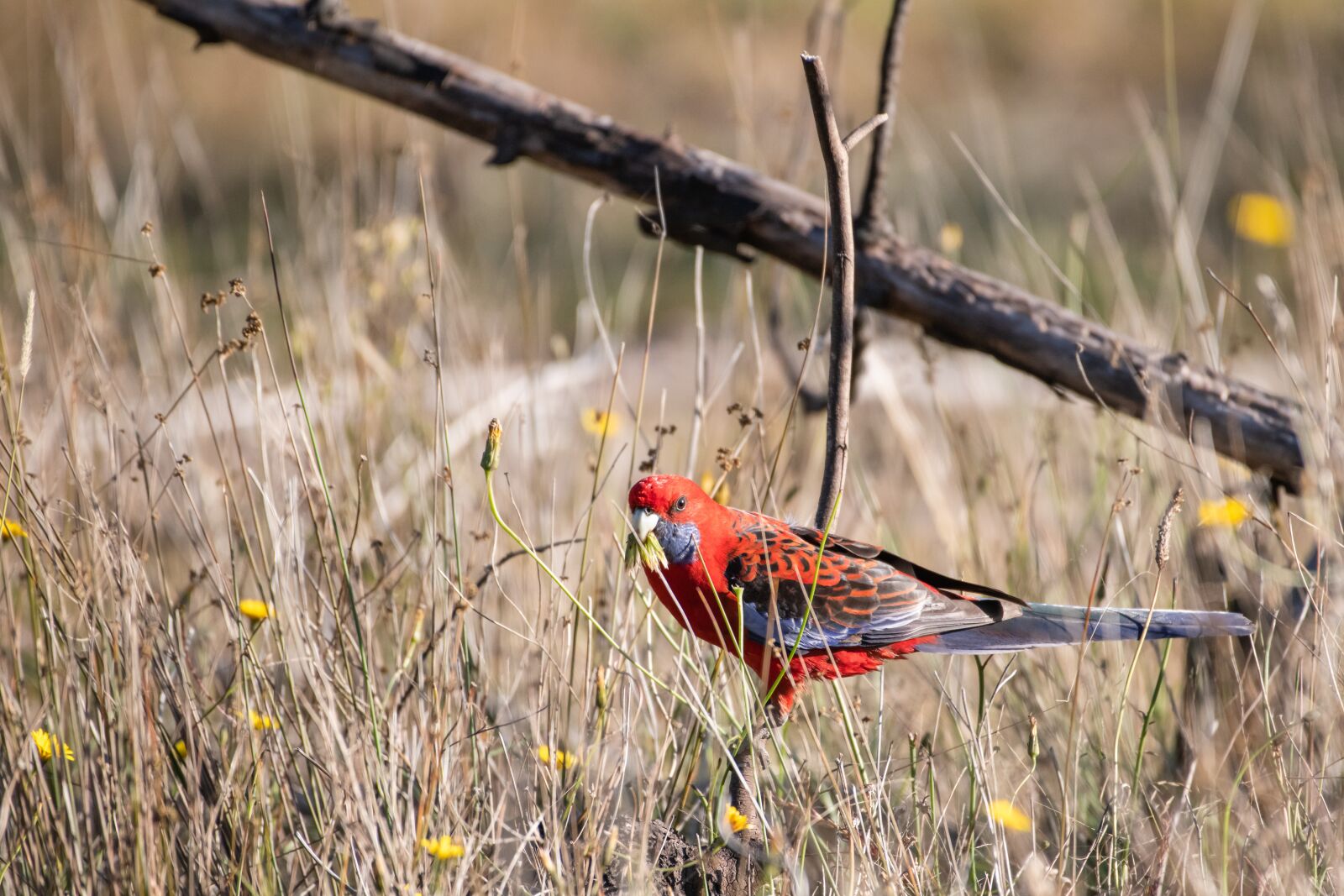 Nikon D850 sample photo. Crimson rosella, platycercus, elegans photography