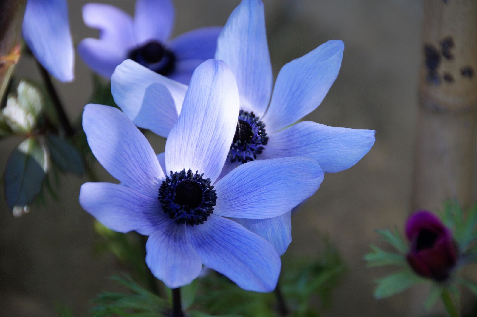 Sony SLT-A58 sample photo. Anemone, věncová, jerusalem photography