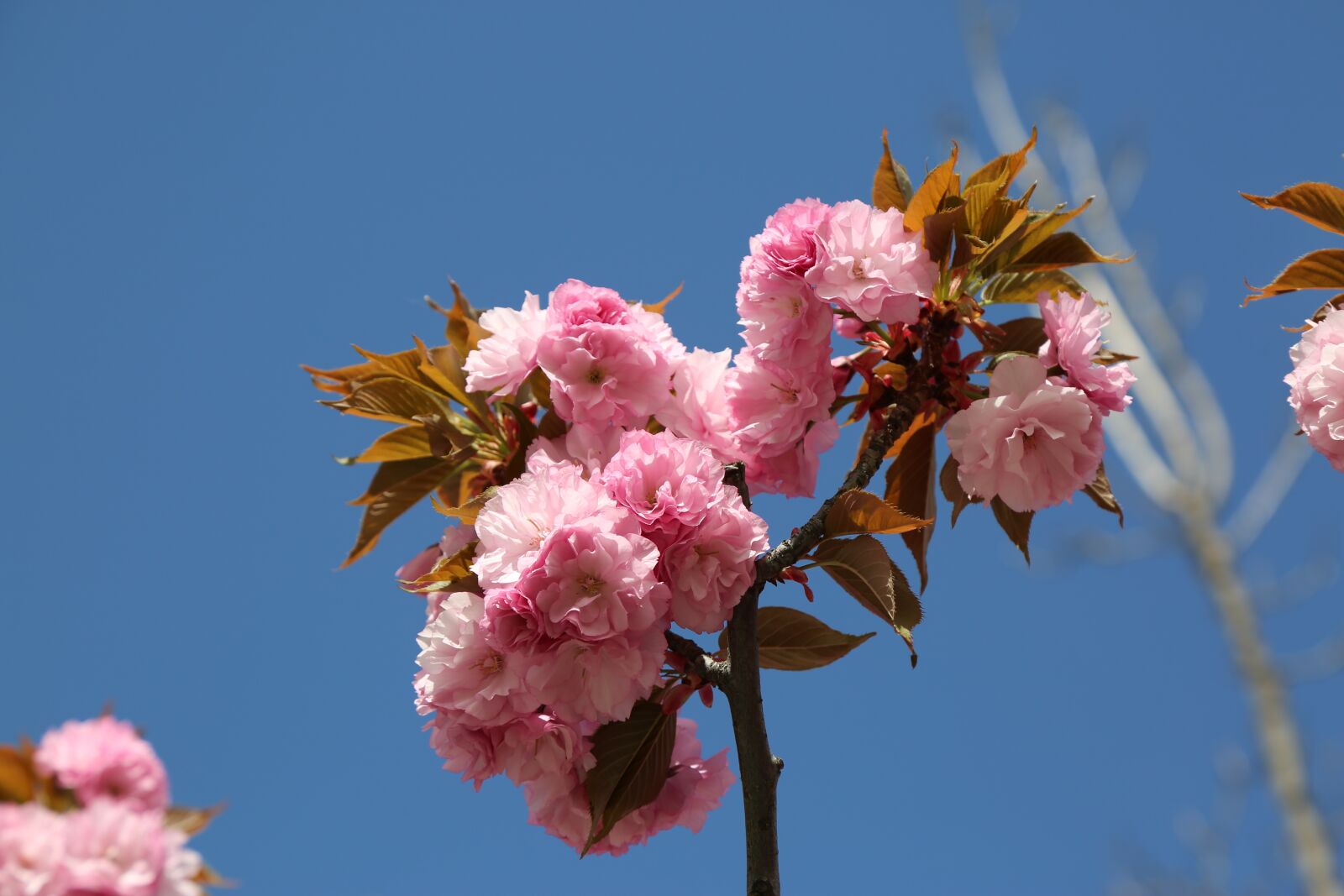 Canon EF 24-105mm F4L IS USM sample photo. Rosewood, rose, flower photography