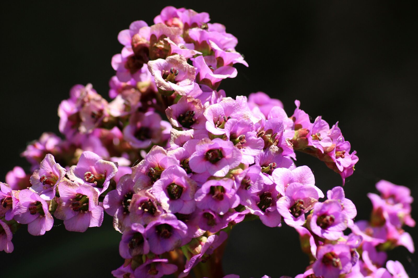 Canon EOS 1200D (EOS Rebel T5 / EOS Kiss X70 / EOS Hi) sample photo. Bergenia, flower, perennial photography