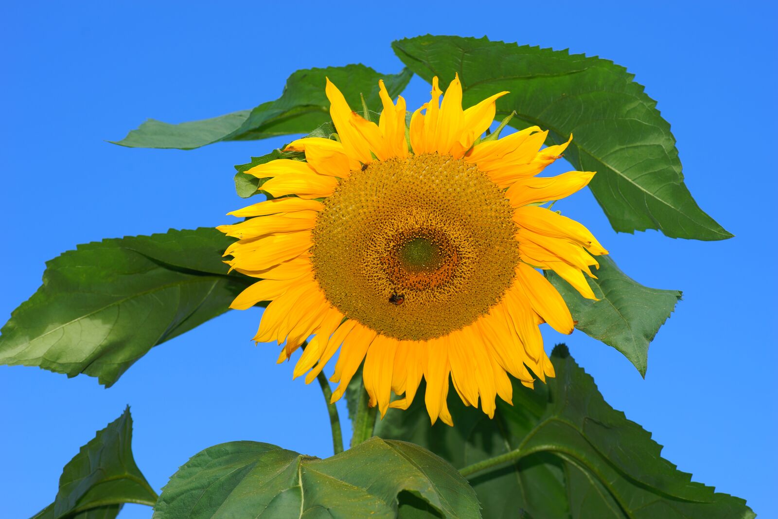 Sony a99 II sample photo. Sunflower, blossom, bloom photography