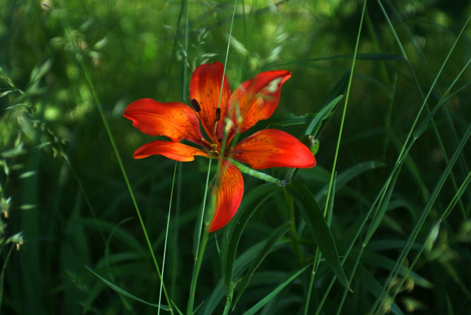 Sony Alpha DSLR-A200 sample photo. Flower, red, nature photography