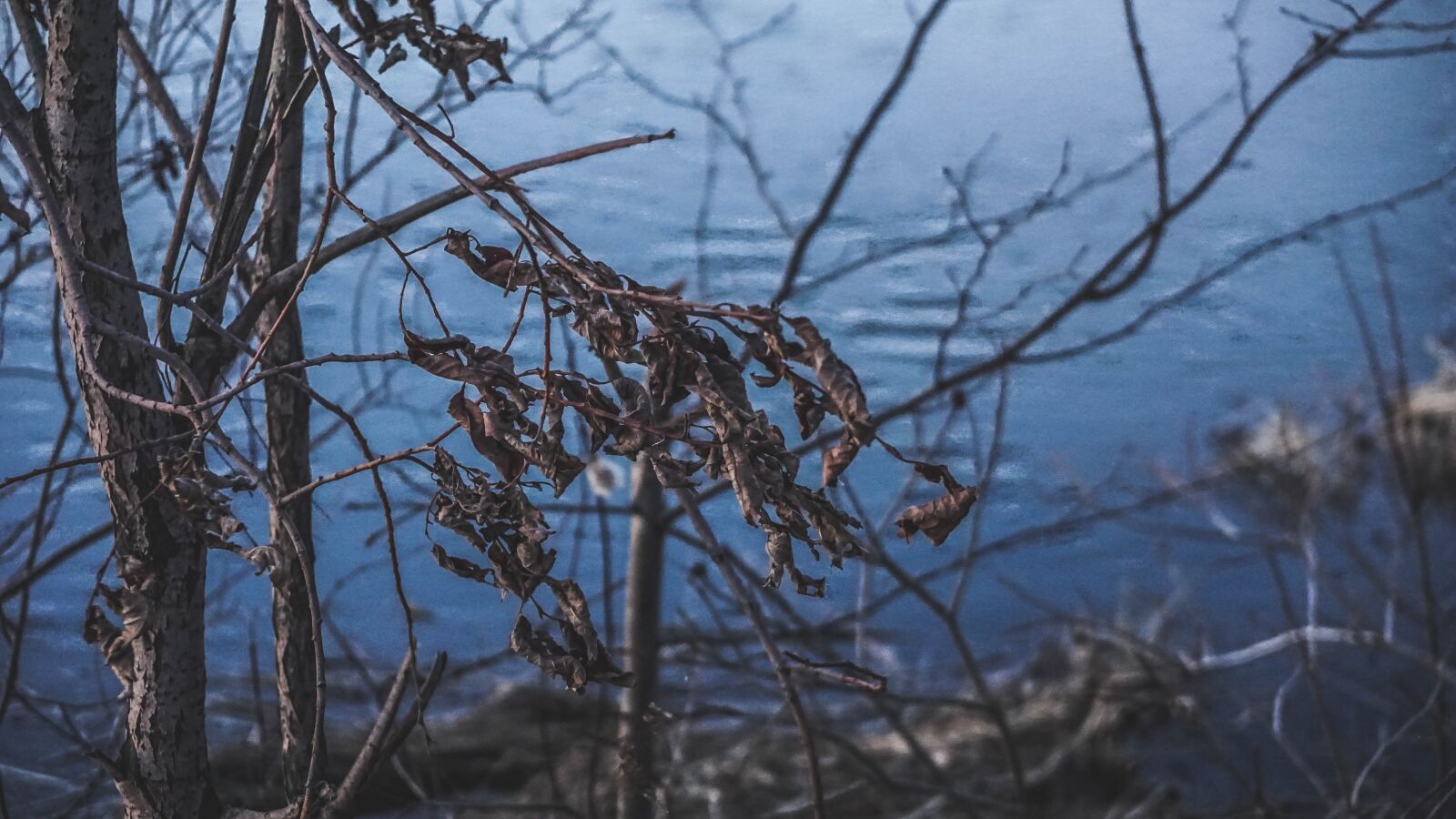 Sony a6000 + Sony Vario-Tessar T* E 16-70mm F4 ZA OSS sample photo. Flora, tree, sheet photography