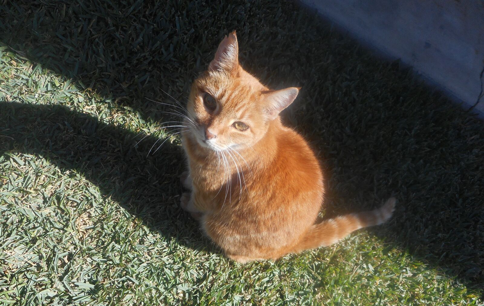 Nikon Coolpix S3700 sample photo. Cat, orange tabby, sitting photography